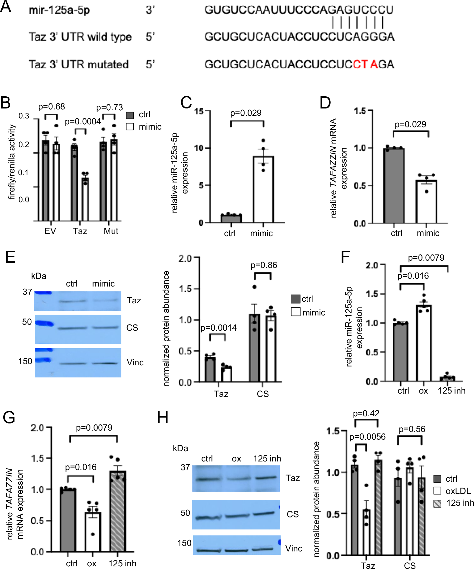 Fig. 2: Tafazzin expression is regulated by microRNA 125a-5p (miR-125a-5p).