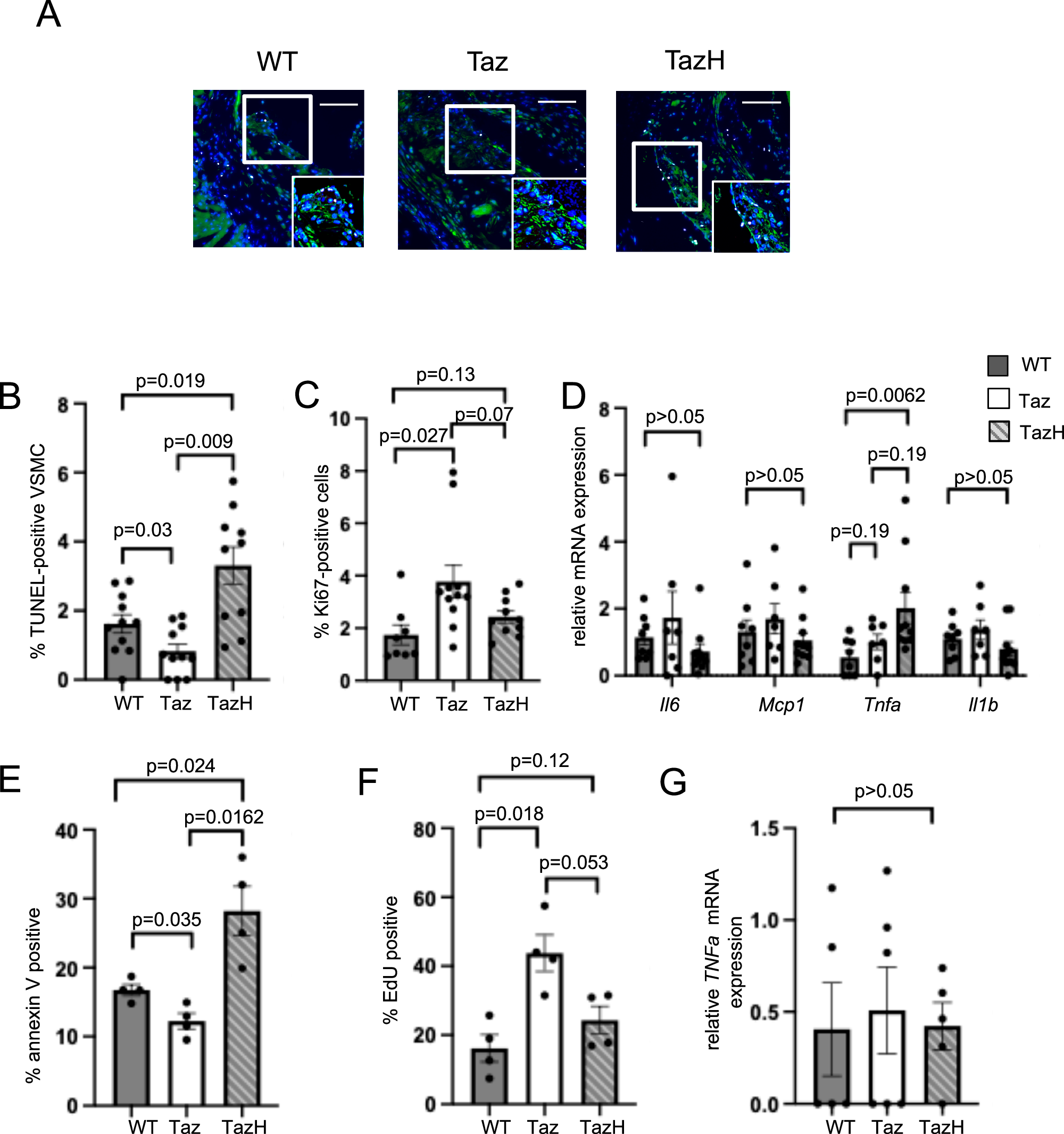Fig. 7: Tafazzin protects against apoptosis.
