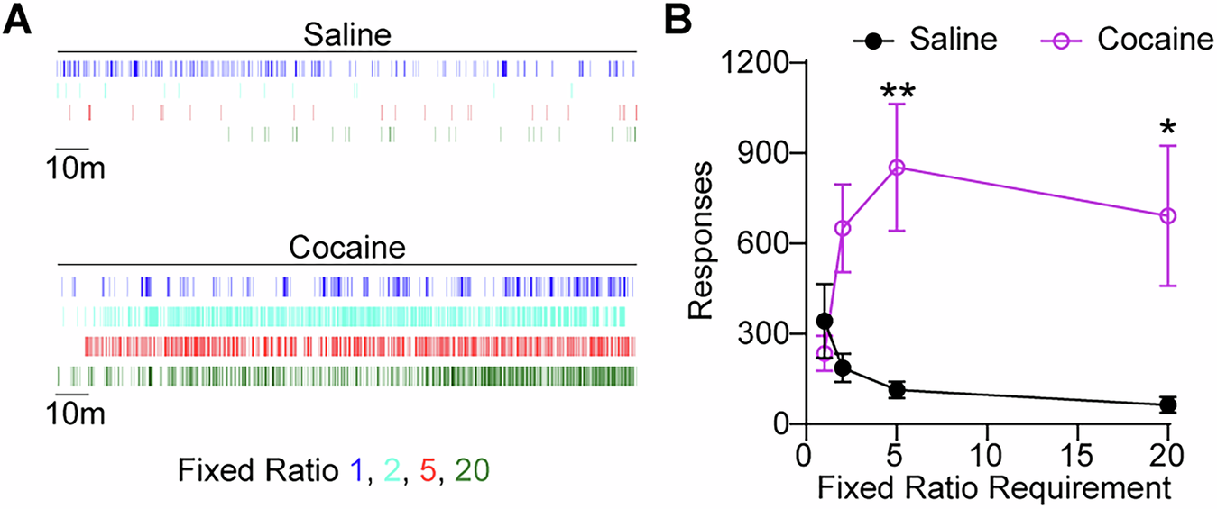 Fig. 3: Intranasal cocaine maintains both low and high rates of responding depending on reinforcement schedule.