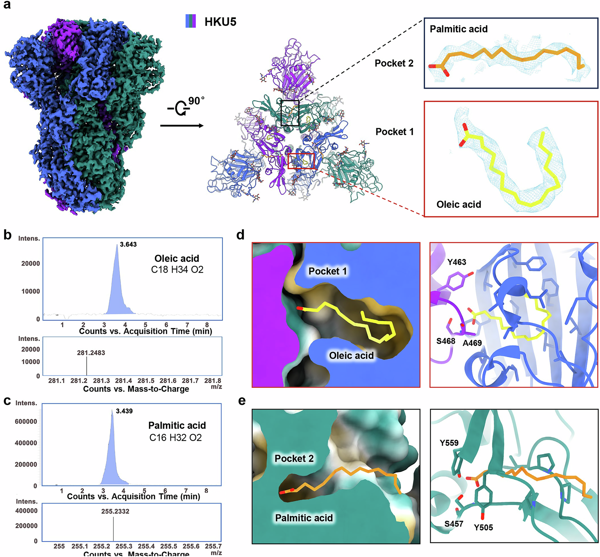 Fig. 1: Cryo-EM structure of the HKU5 S protein.