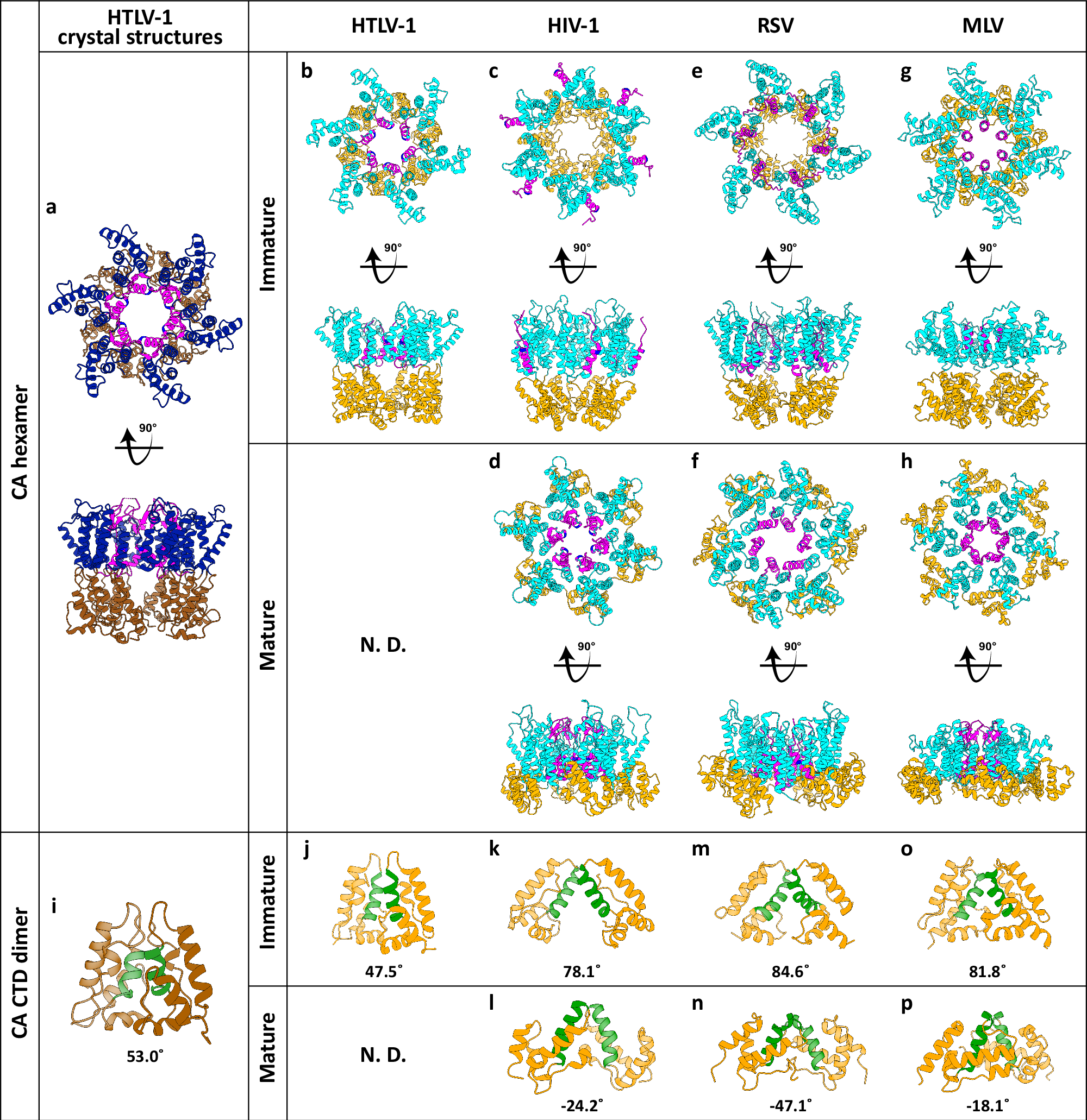 Fig. 4: Structural comparison of CA lattice and CA-CTD dimer between HTLV-1 CA crystals and retroviral subtomogram averages.