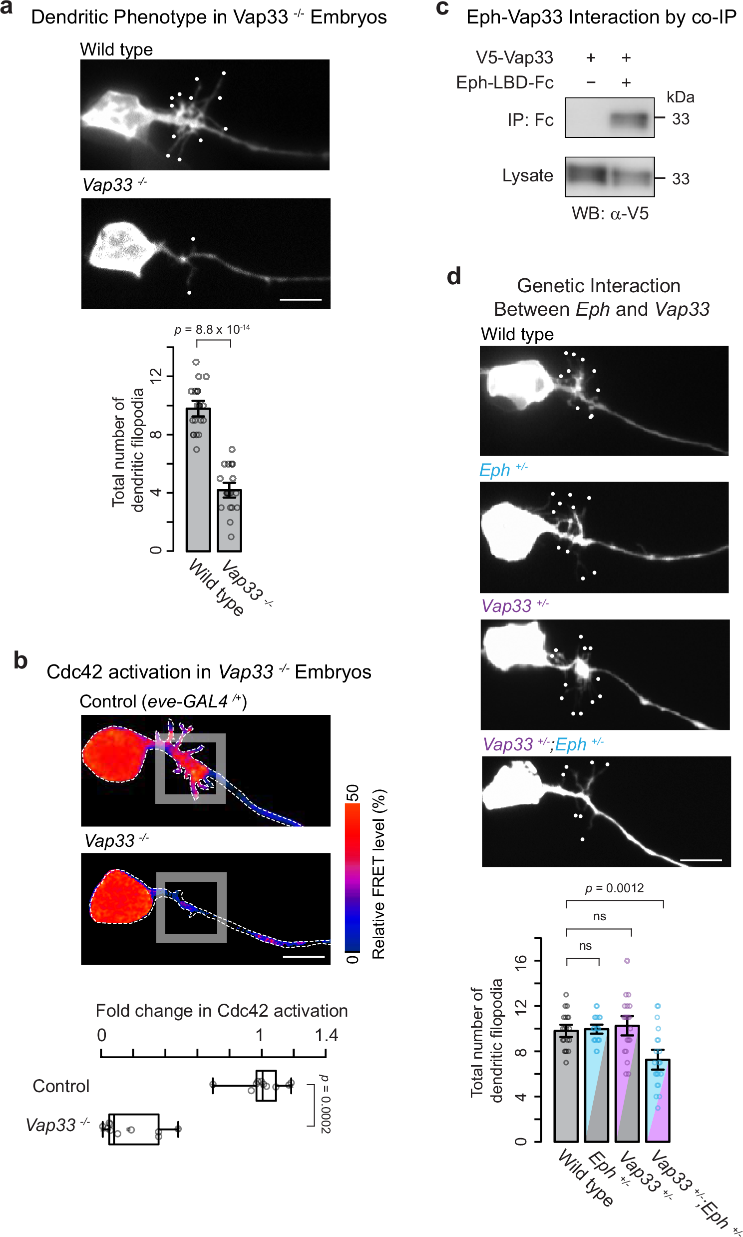 Fig. 5: Vap33 promotes dendritogenesis and activates Cdc42 via interaction with Eph receptors.