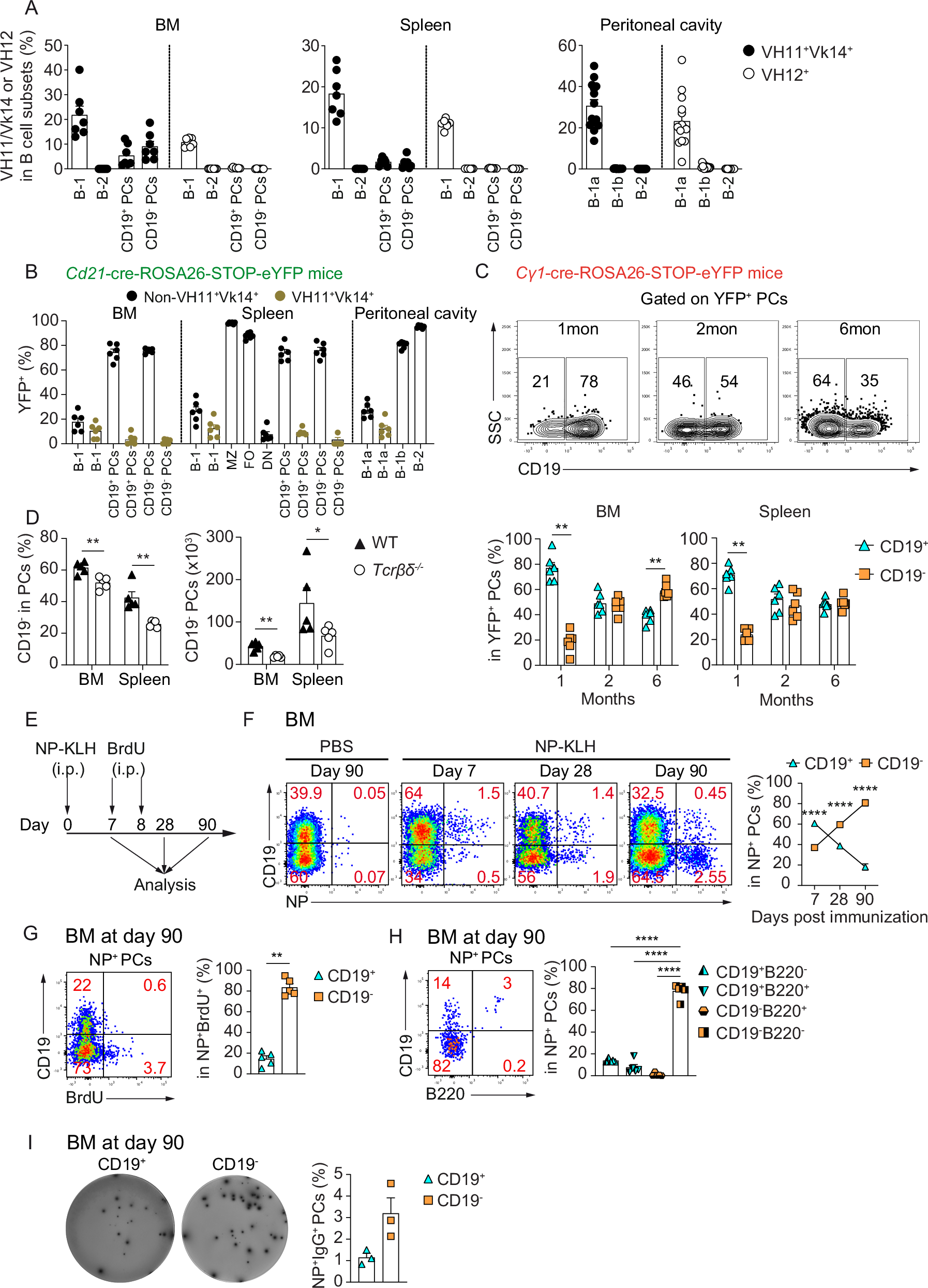 Fig. 2: CD19– BMPCs derive from various B cell subsets upon T-dependent and -independent reactions.