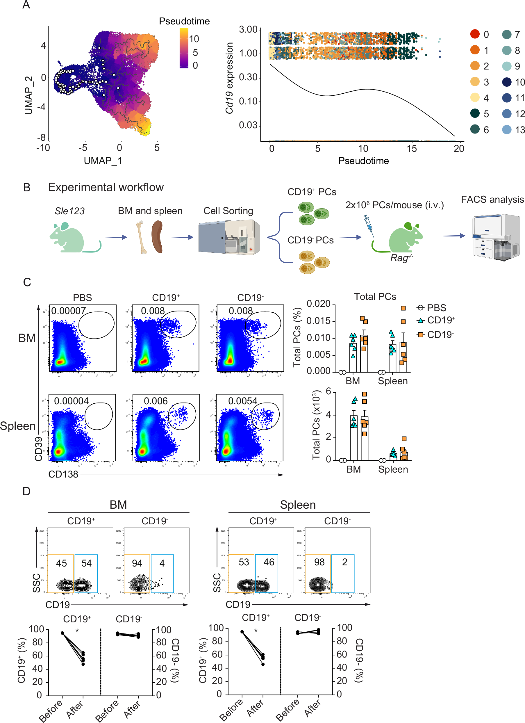 Fig. 5: CD19– PCs are derived from CD19+ PCs.