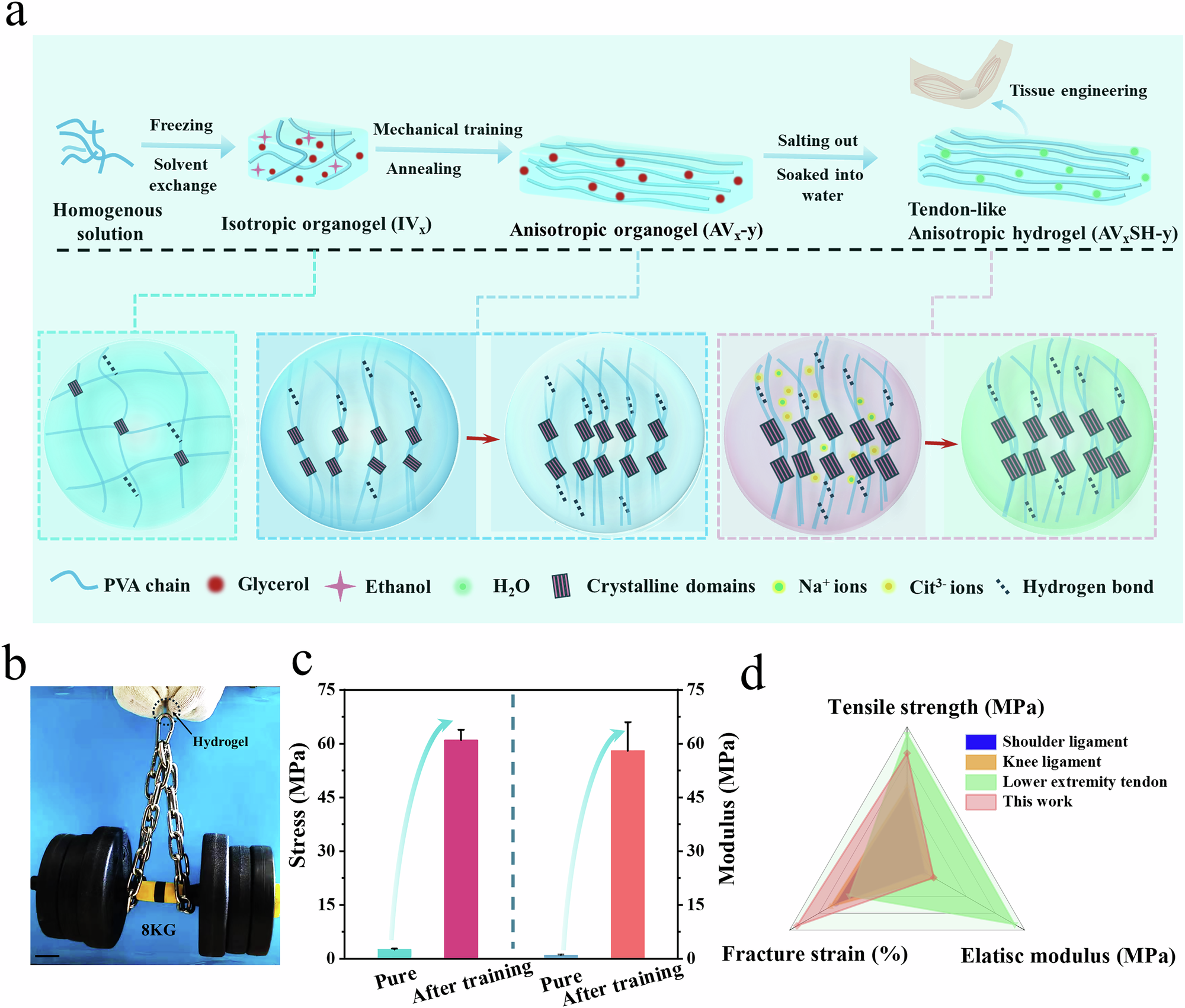 Fig. 1: Schematic illustration of the fabrication process and performance of anisotropic hydrogels.