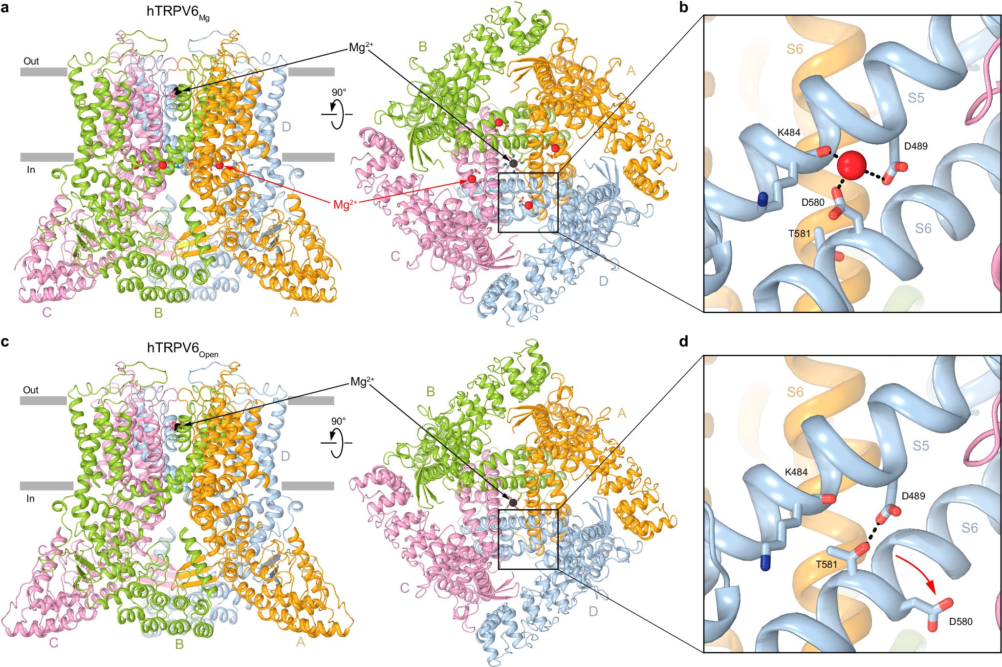 Fig. 3: Structure of hTRPV6Mg in comparison to hTRPV6Open.