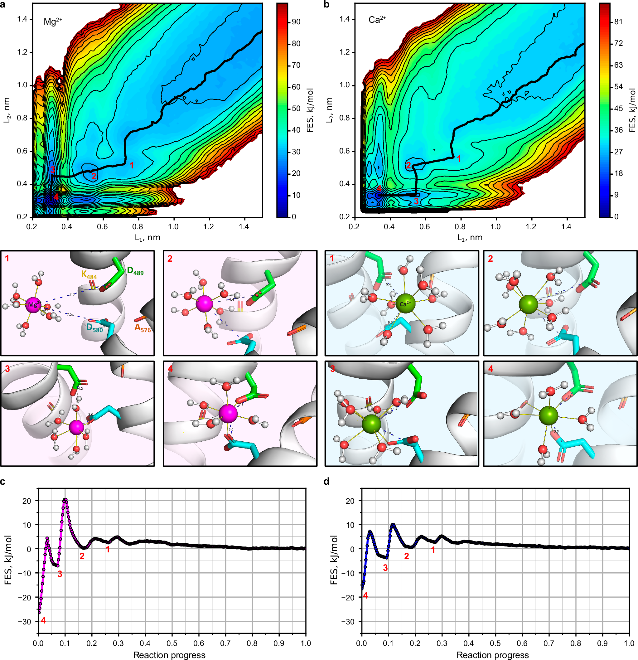 Fig. 7: Modeling of Mg2+ and Ca2+ binding to the D489-D580 site in TRPV6Mg.