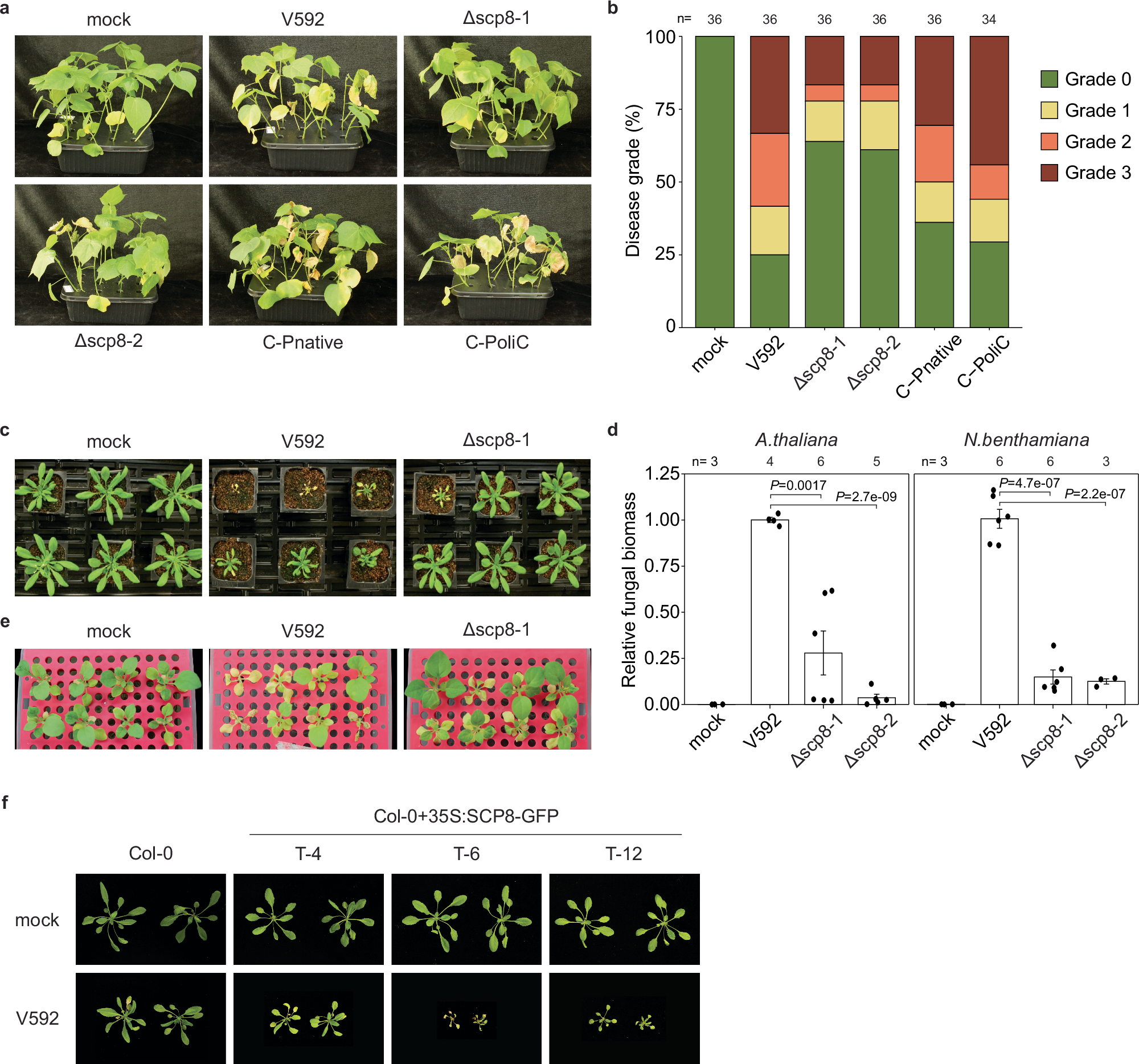 Fig. 3: Plants infected with Vd wild-type strain V592, SCP8 gene knock-out strains Δscp8-1, Δscp8-2, and gene complementation transformants C-Pnative and C-Polic.