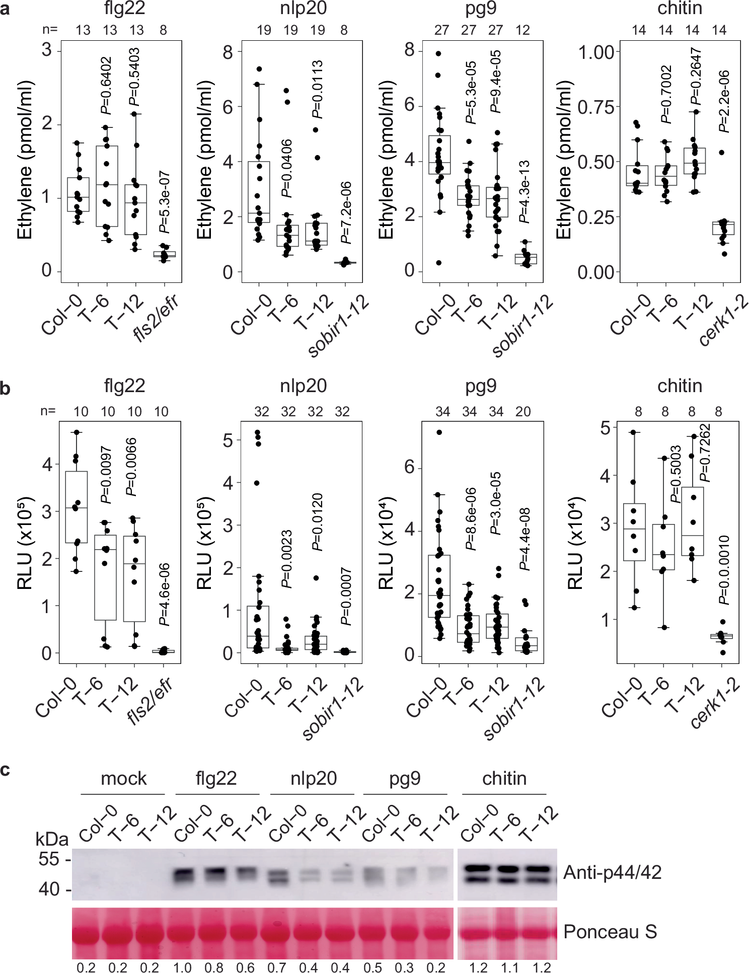 Fig. 4: Immune responses of transgenic Arabidopsis expressing SCP8 upon pattern treatments.