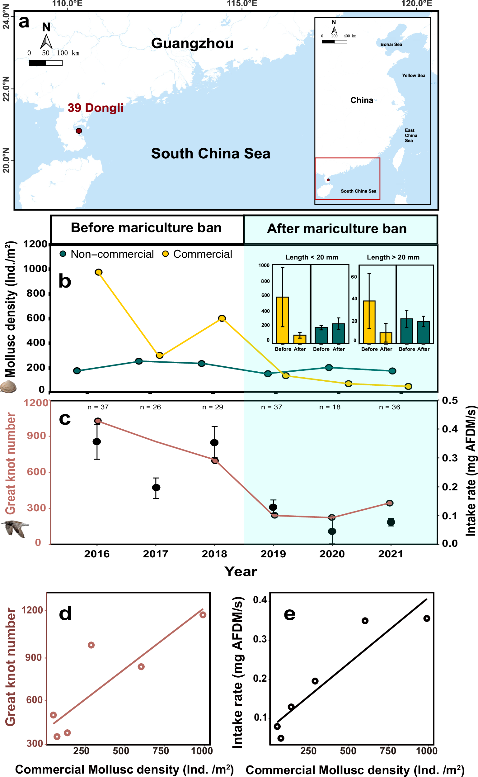 Fig. 5: Effects of the mariculture ban in Leizhou Dongli (Site 39), southern China, on molluscs and great knots.