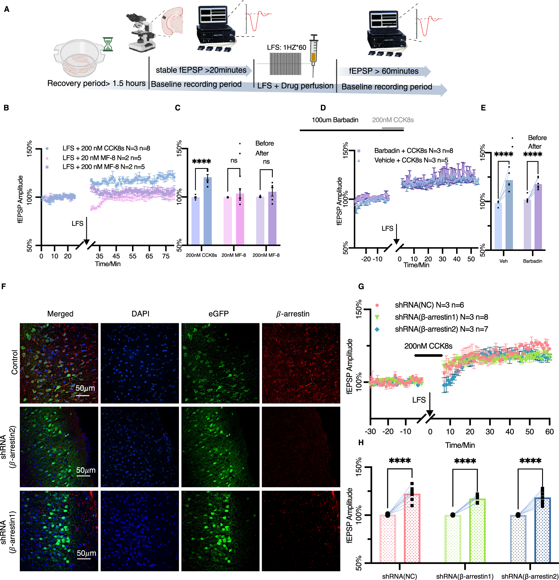Fig. 2: The CCKBR-LTP in the AC is not dependent on β-arrestin signaling.