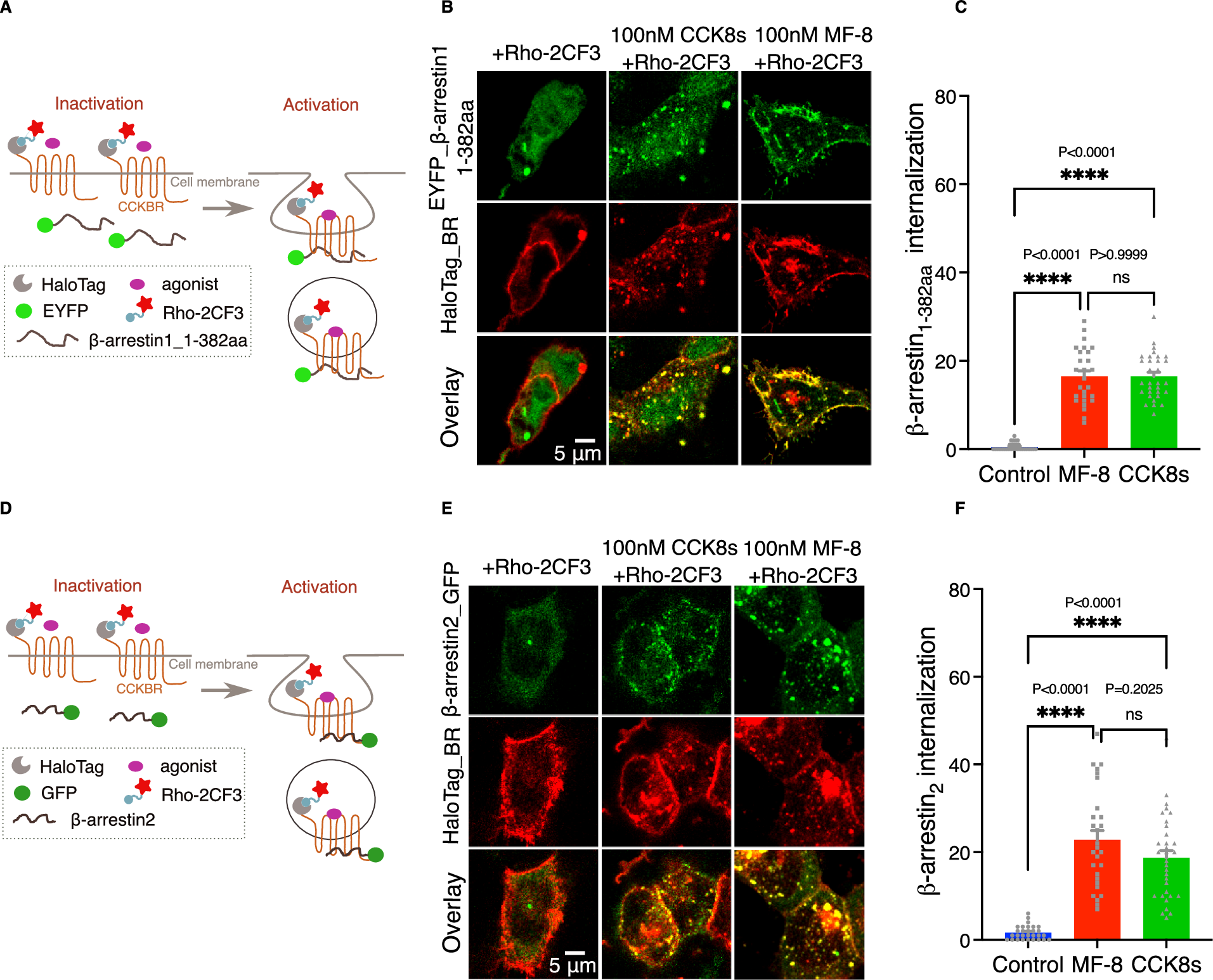 Fig. 6: MF-8 is able to induce CCKBR internalization at a low concentration.
