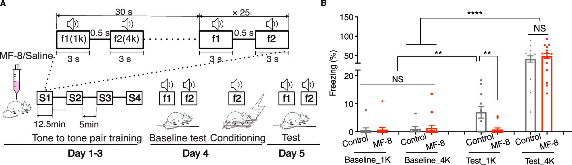 Fig. 9: MF-8 blocks CCKBR mediated fear memory.