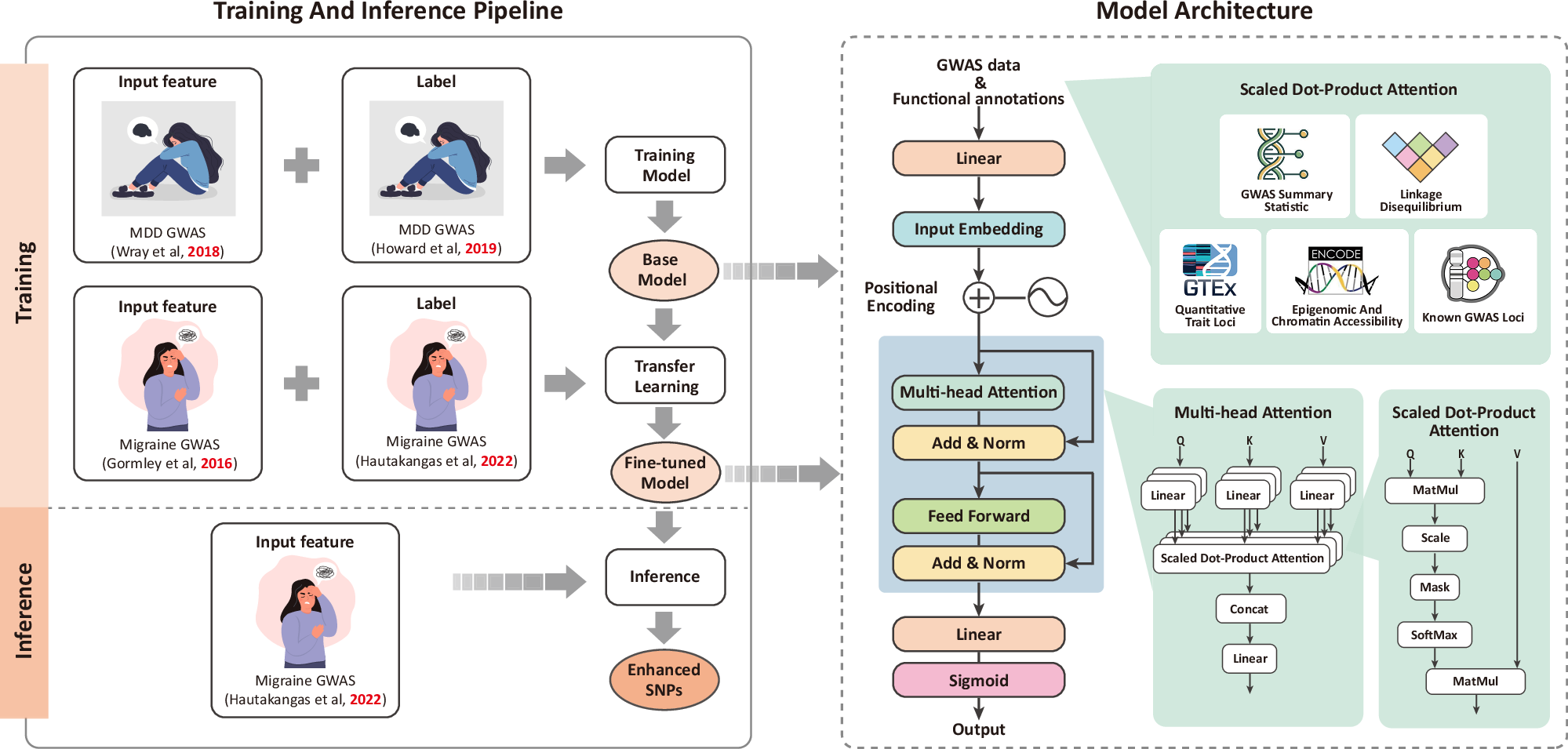 Fig. 1: Overview of transfer learning framework for enhancing SNP discovery in GWAS.