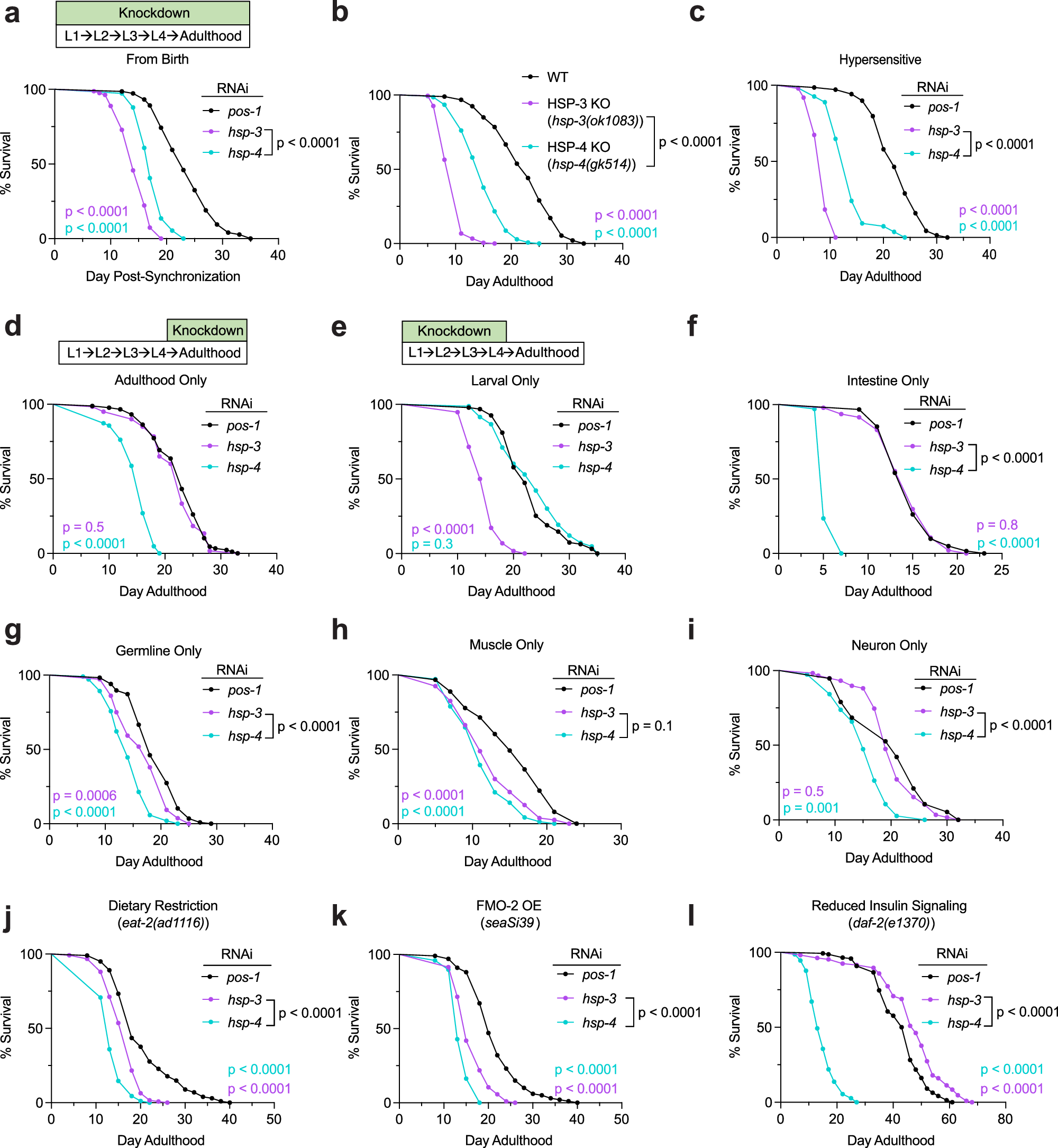 Fig. 4: HSP-3 and HSP-4 show tissue and-age specific requirements and differentially affect longevity models in C. elegans.