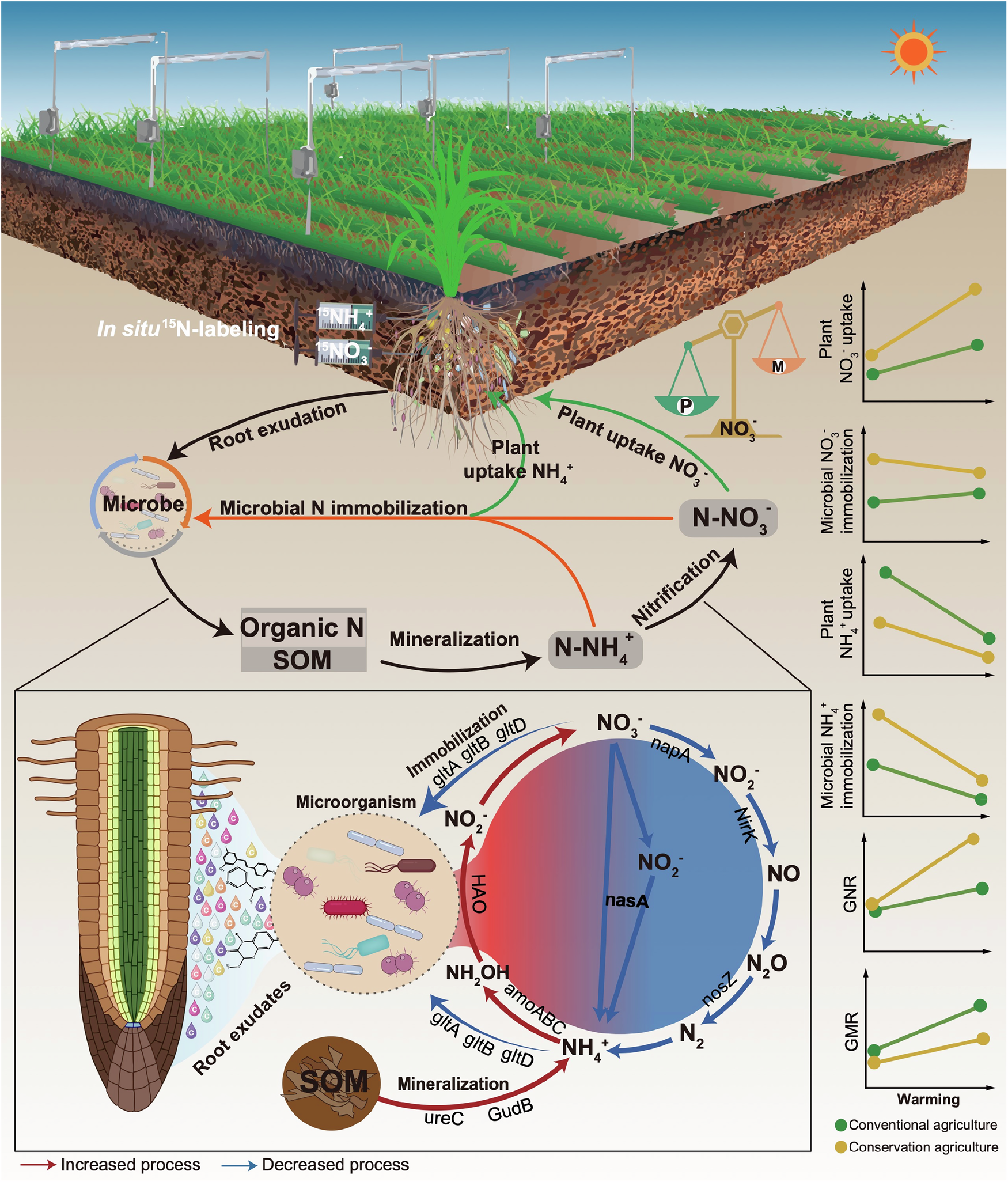 Fig. 7: Conceptual diagram describing the impact of warming on N partitioning between wheat and soil microorganisms and the underlying plant-soil-microbe interactions mechanism in conservation agriculture.