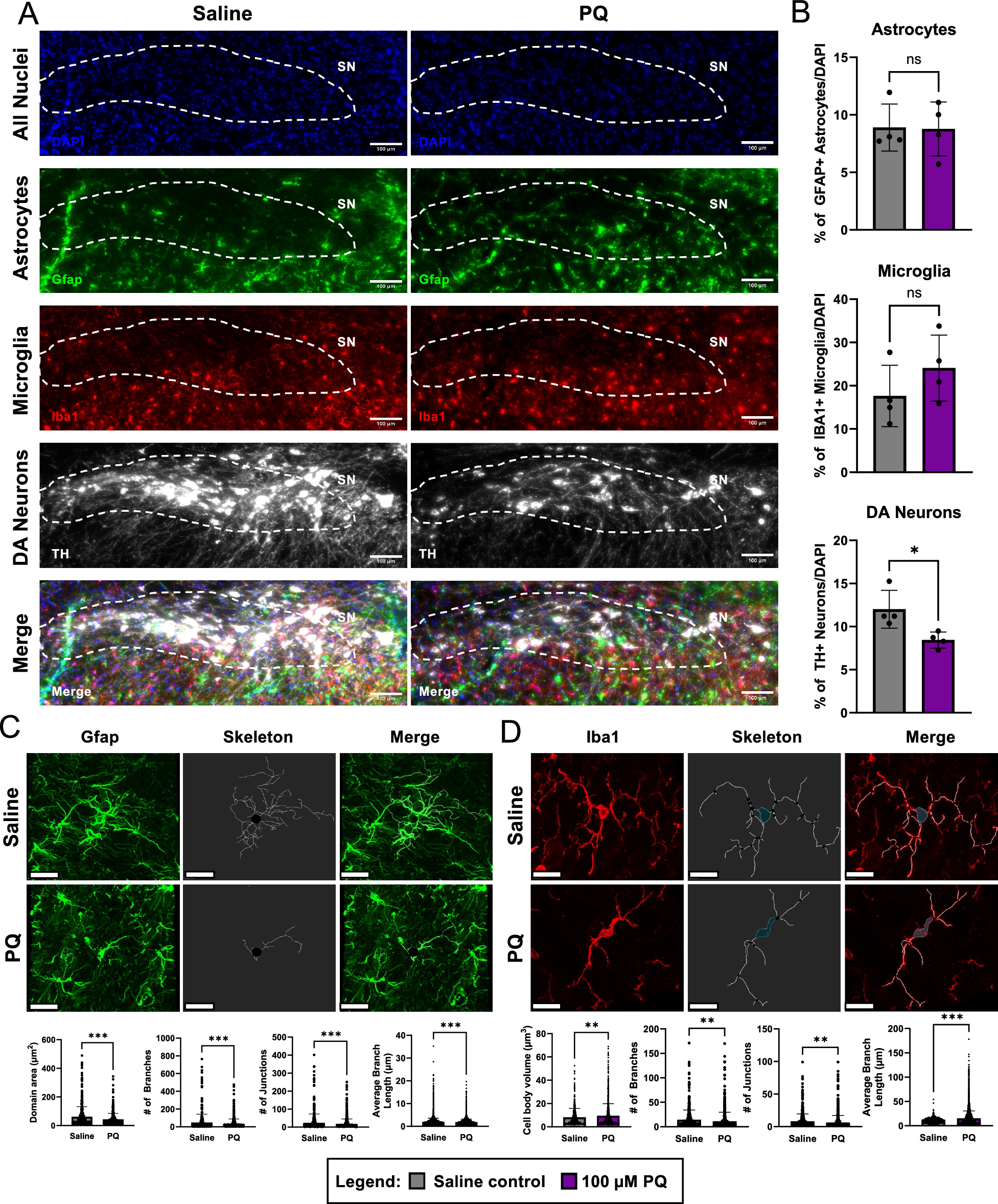 Fig. 8: Paraquat induces DA neuronal loss and morphological changes in glial cells in the midbrain of mice.