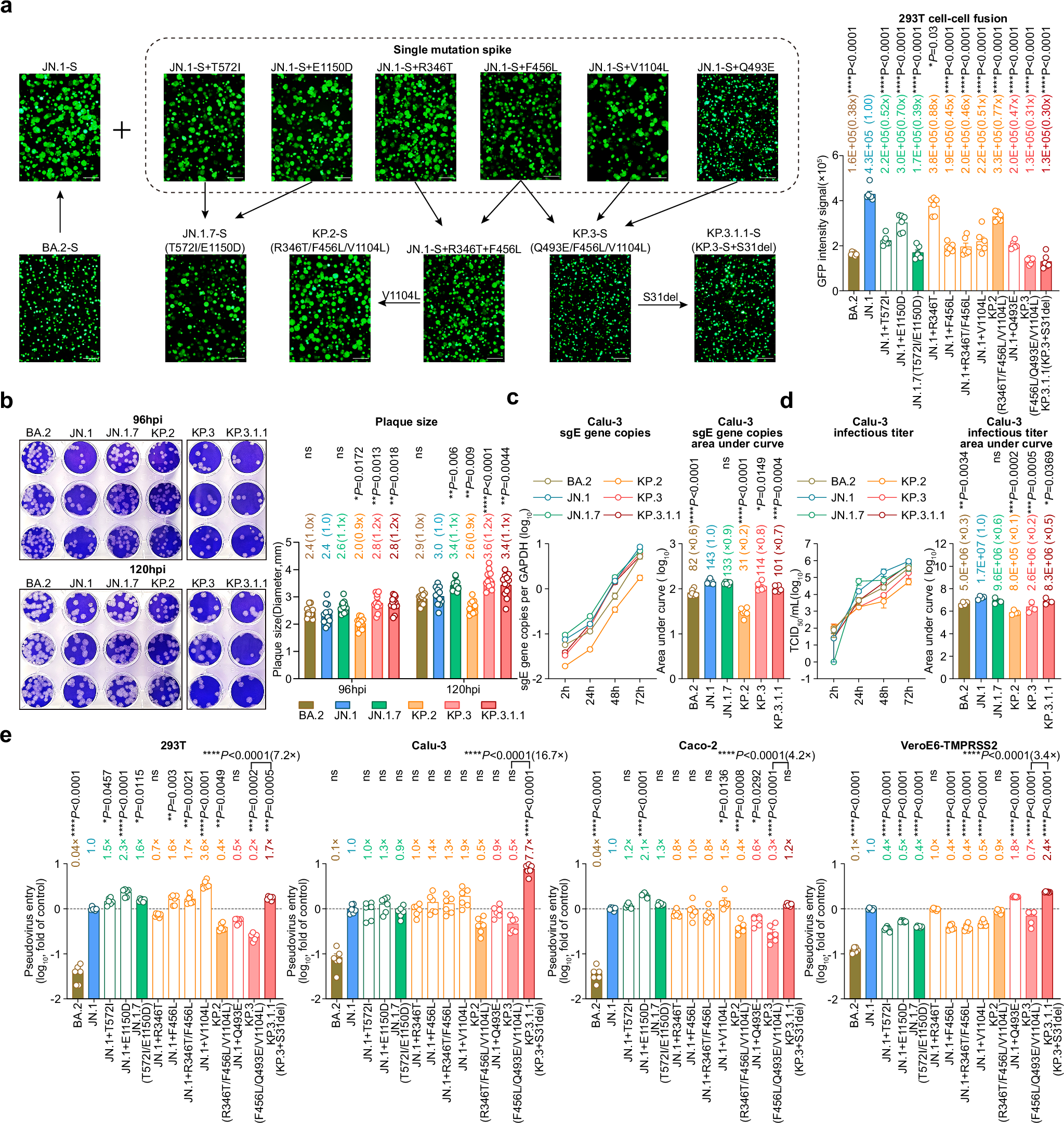 Fig. 4: Virological features of JN.1.7, KP.2, KP.3 and KP.3.1.1 in vitro.