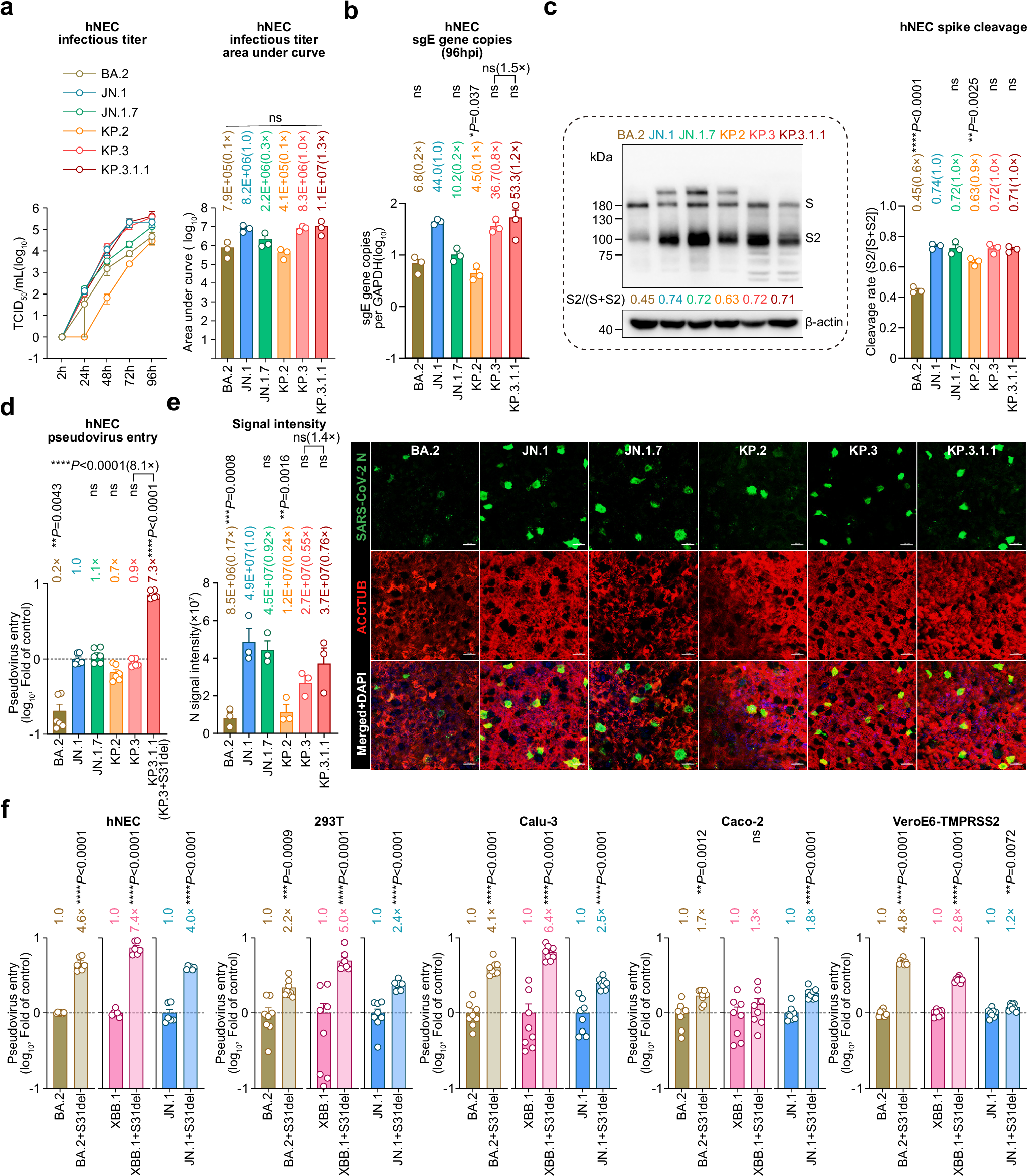 Fig. 5: Virological features of JN.1.7, KP.2, KP.3 and KP.3.1.1 in human nasal epithelial cells.
