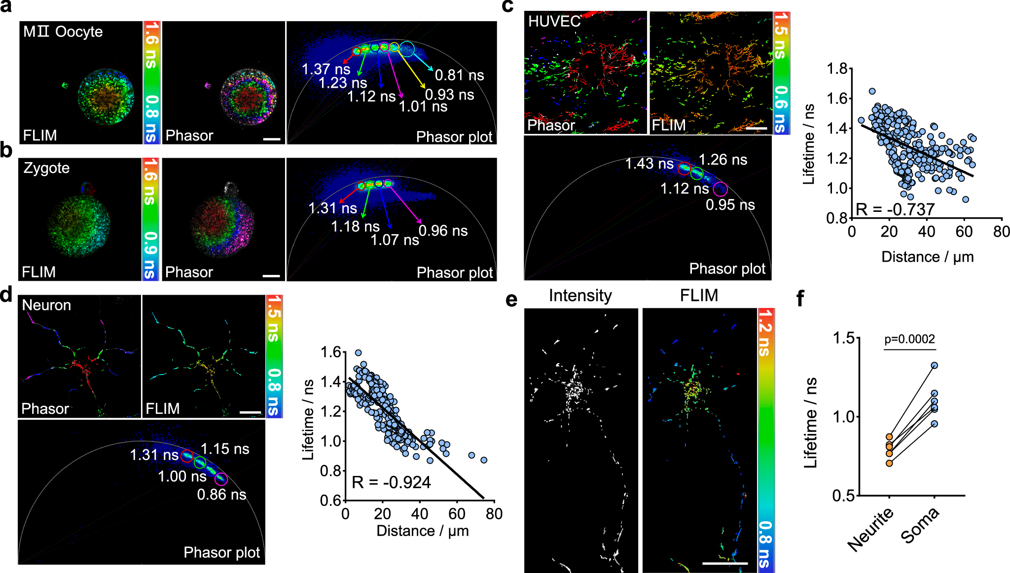 Fig. 5: Spatial heterogeneity of mitochondria is general in cells.