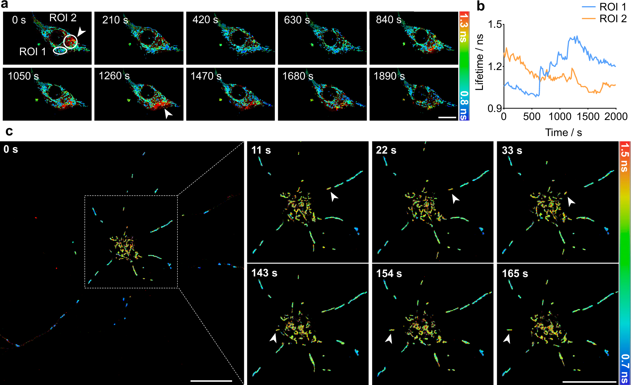 Fig. 6: Time-lapse FLIM recording reveals the temporal heterogeneity of mitochondria.