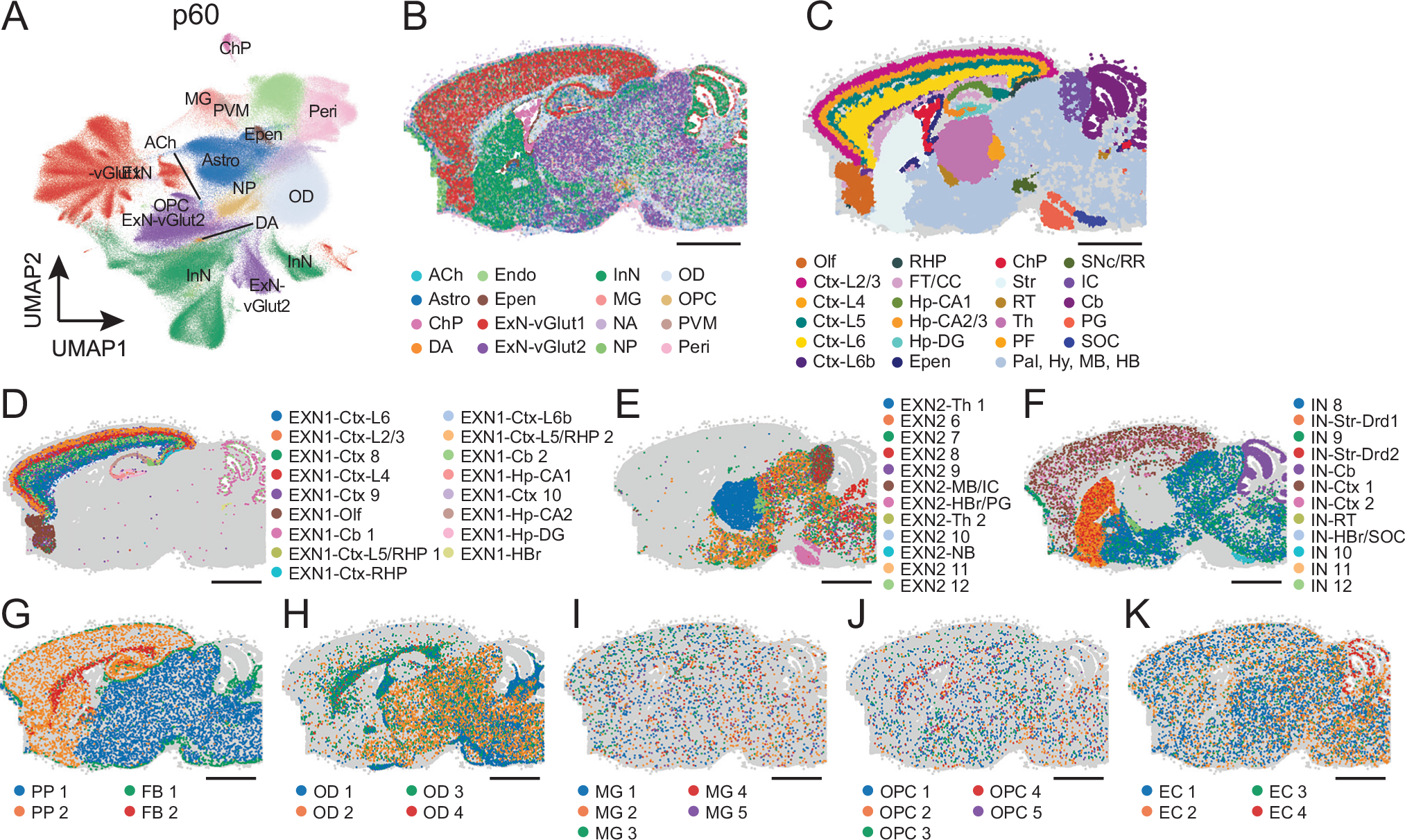 Fig. 1: Cell type and brain region identification in young adult mouse brain by MERFISH.