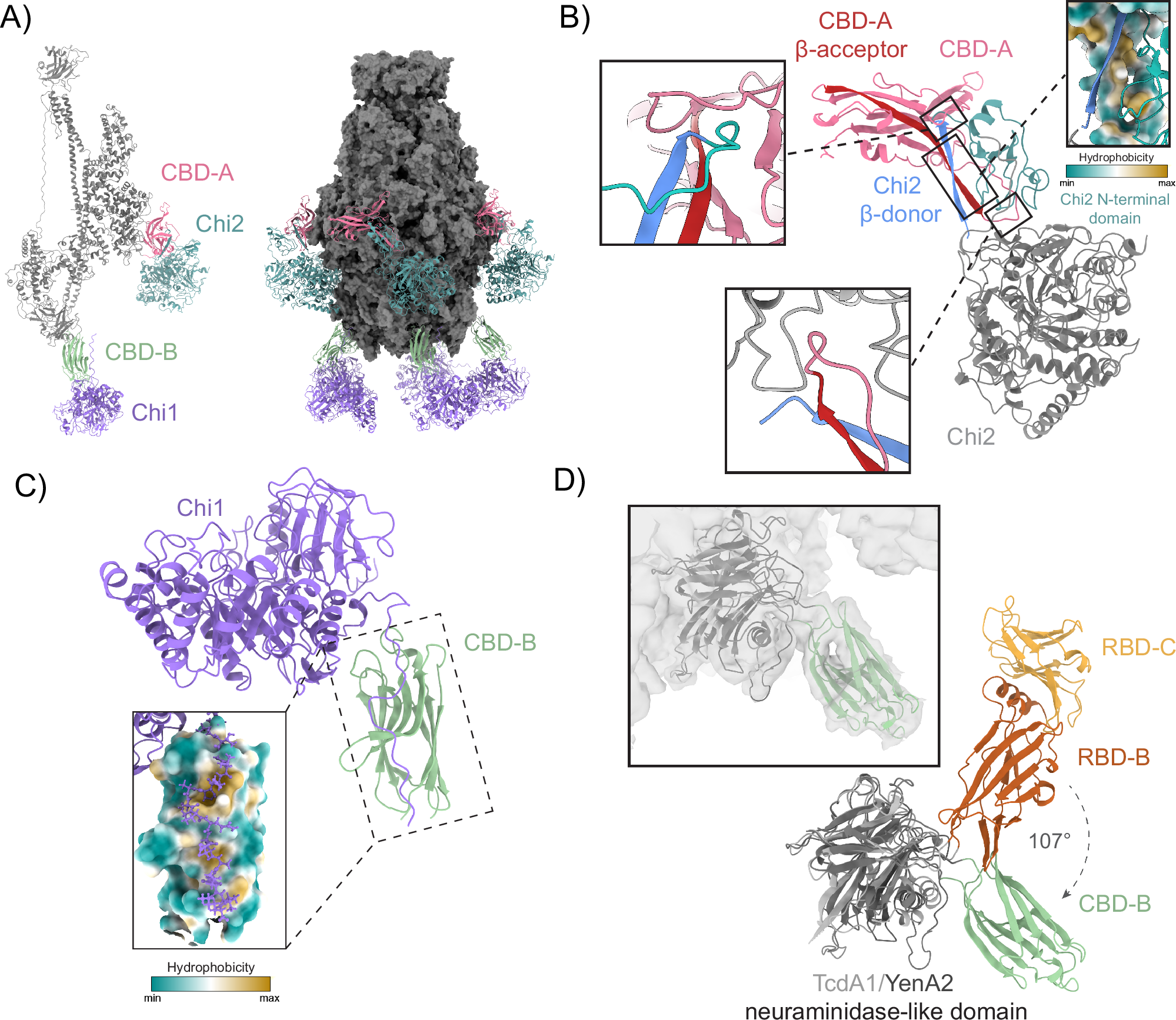 Fig. 4: The structural basis of chitinase incorporation into the YenTc shell.
