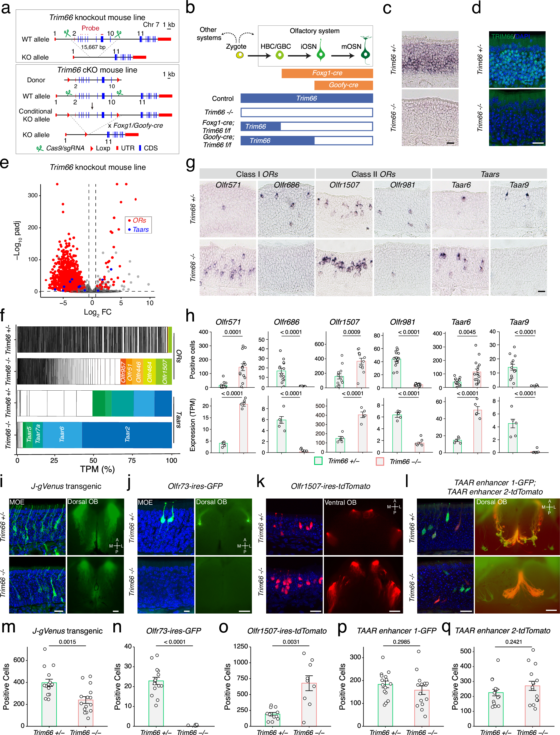 Fig. 2: Trim66 global knockout leads to decreased mRNA abundance of most olfactory receptor genes.