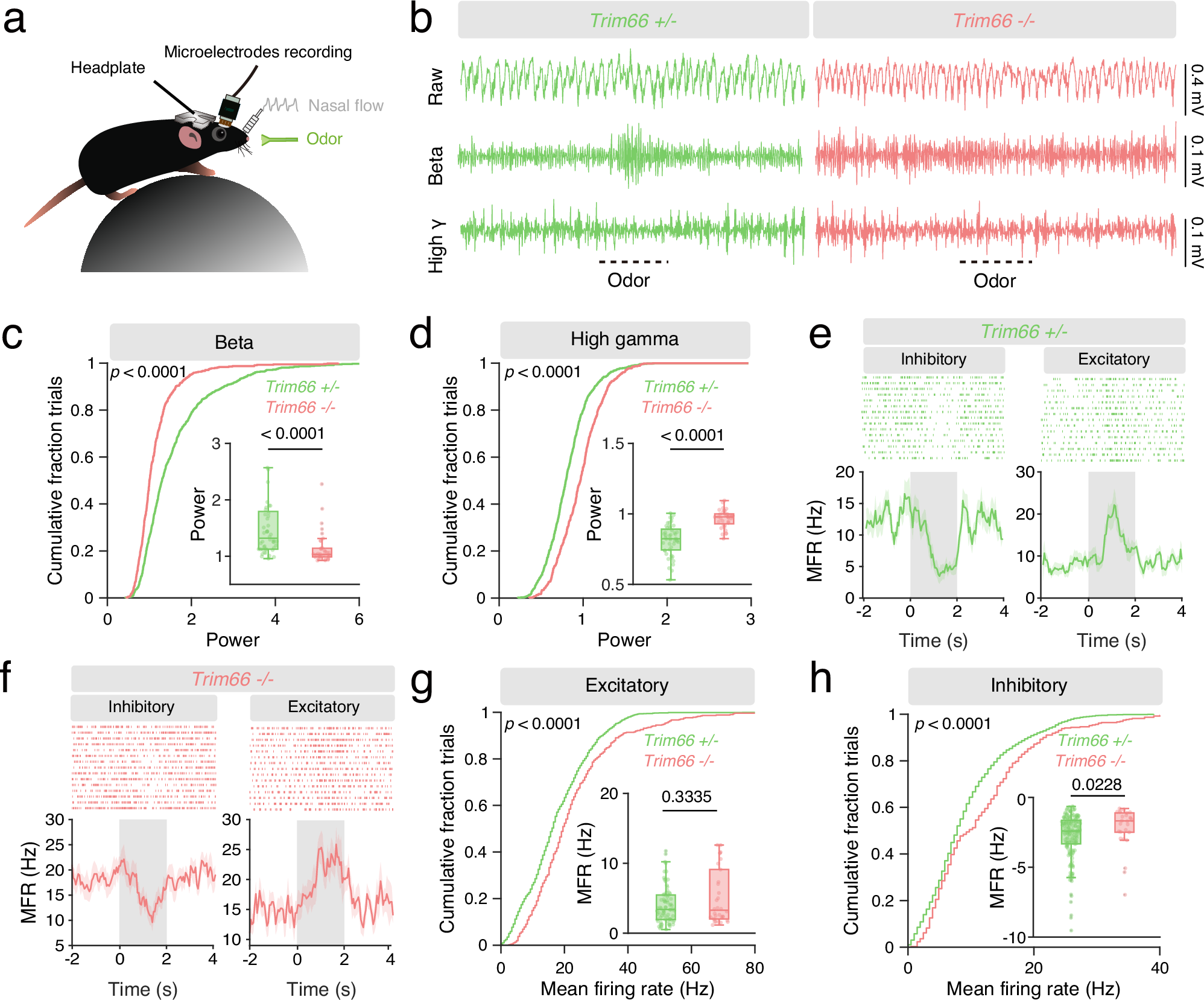 Fig. 6: The olfactory information relay in the olfactory bulb is impaired in Trim66 knockout mice.