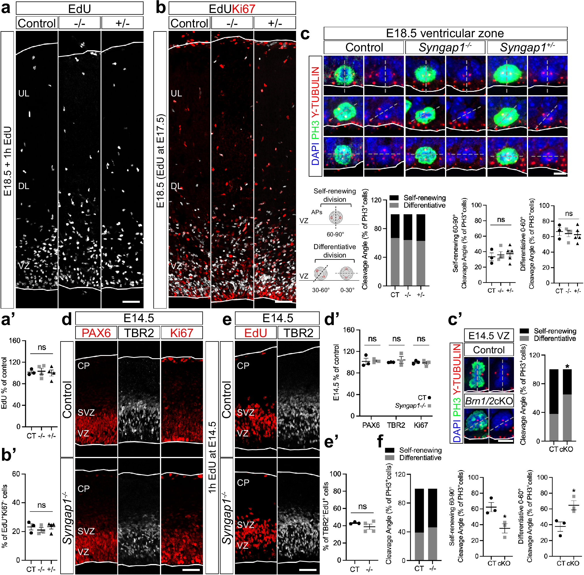 Fig. 2: Syngap1 levels do not affect the properties of progenitor cells in mice.