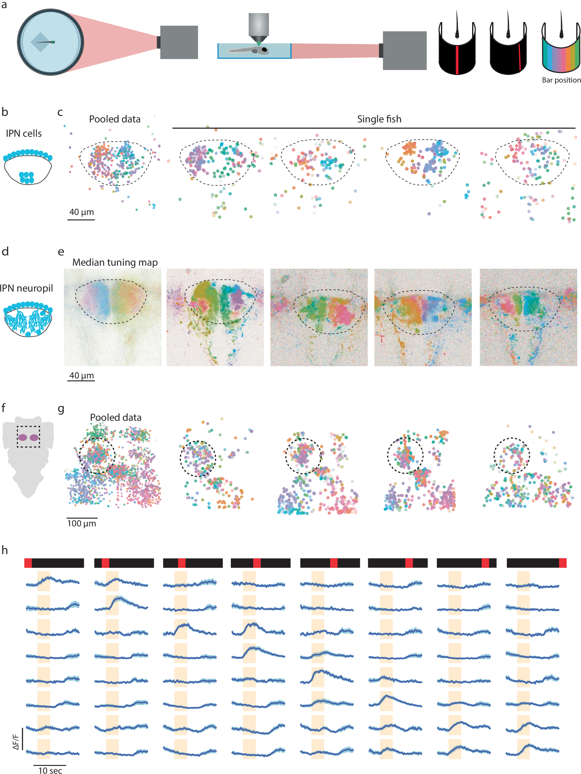 Fig. 4: Representation of light position in the dIPN and the habenula.