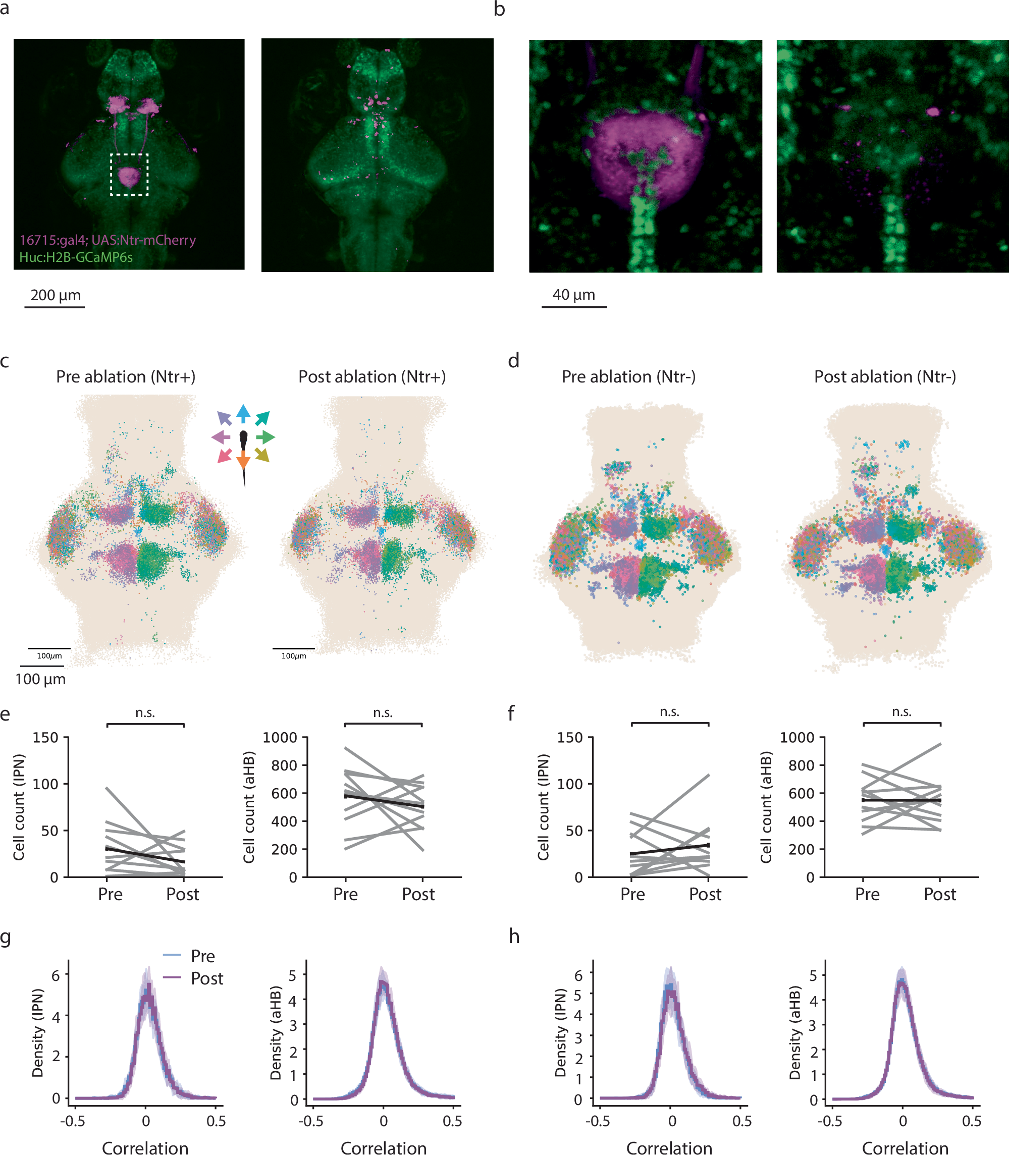Fig. 5: The habenula does not provide visual motion information to the IPN and aHB.