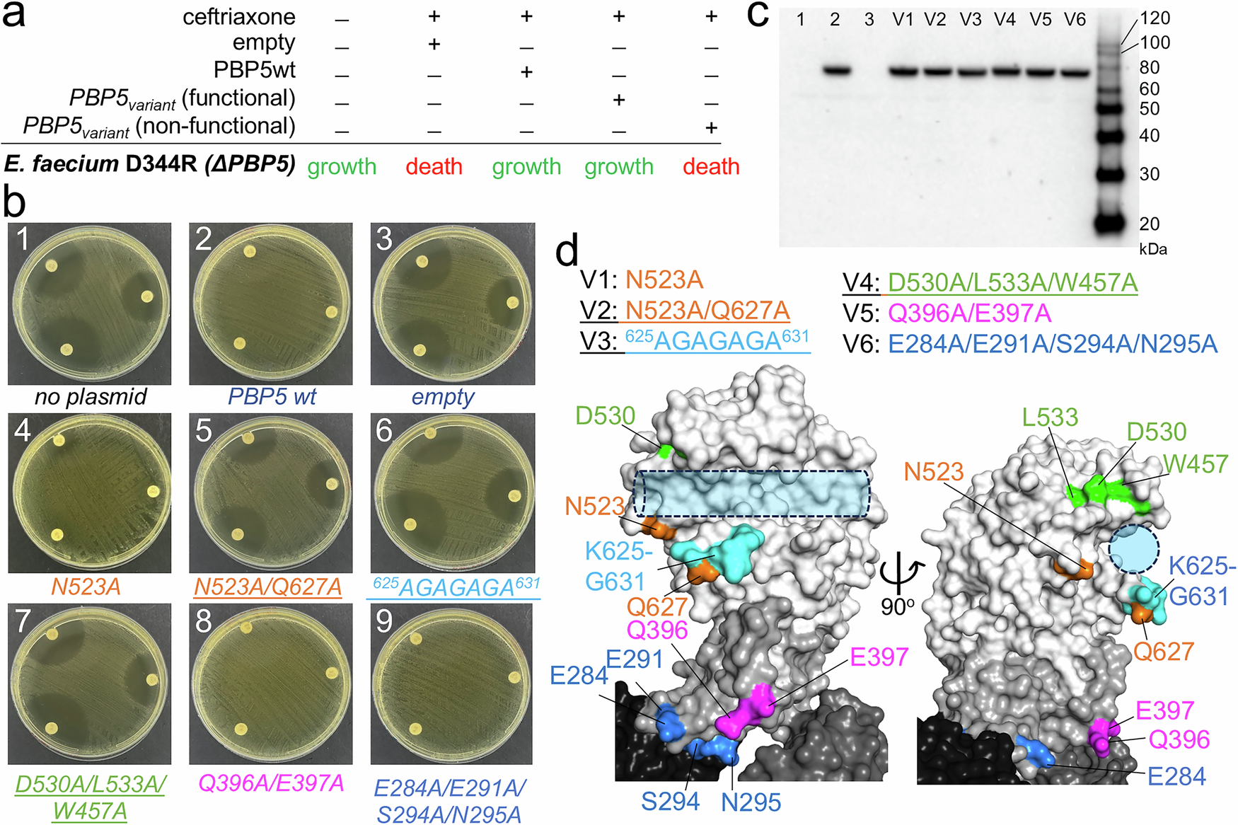 Fig. 3: Disruption of PG formation in E. faecium.
