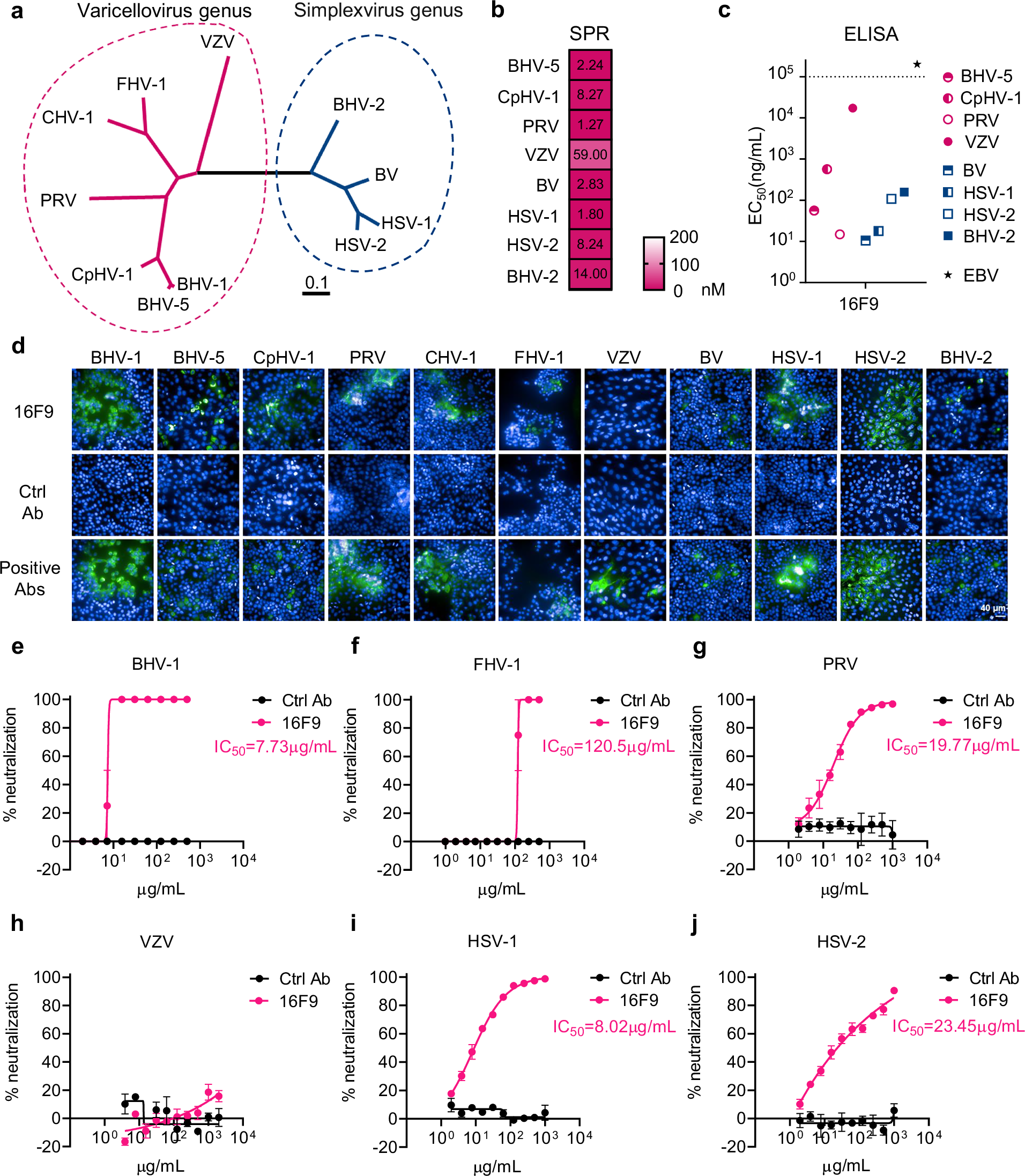 A broadly neutralizing antibody confers cross-genus protection against  alphaherpesviruses by inhibiting gB-mediated membrane fusion | Nature  Communications
