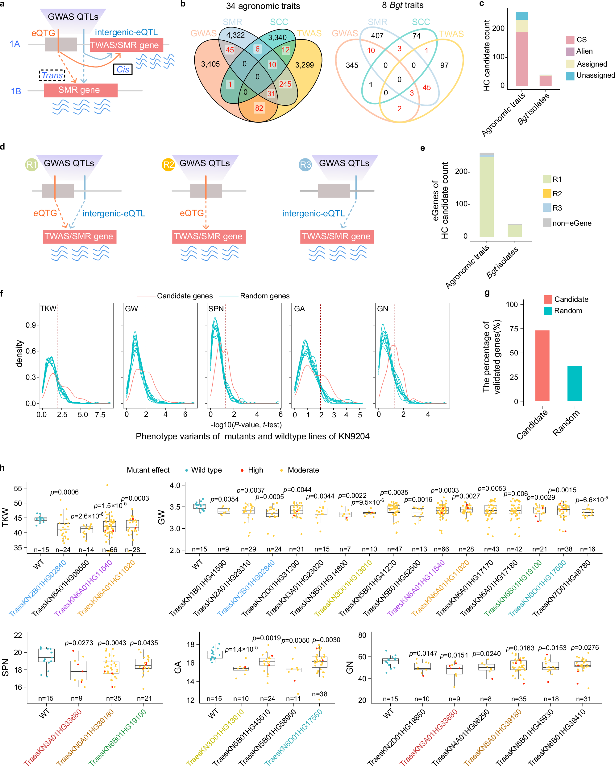 Fig. 5: Joint eQTLs of the pan-gene atlas and GWAS, TWAS, and SMR analysis of 34 field agronomic traits and 8 Bgt isolate infection phenotypes in wheat.