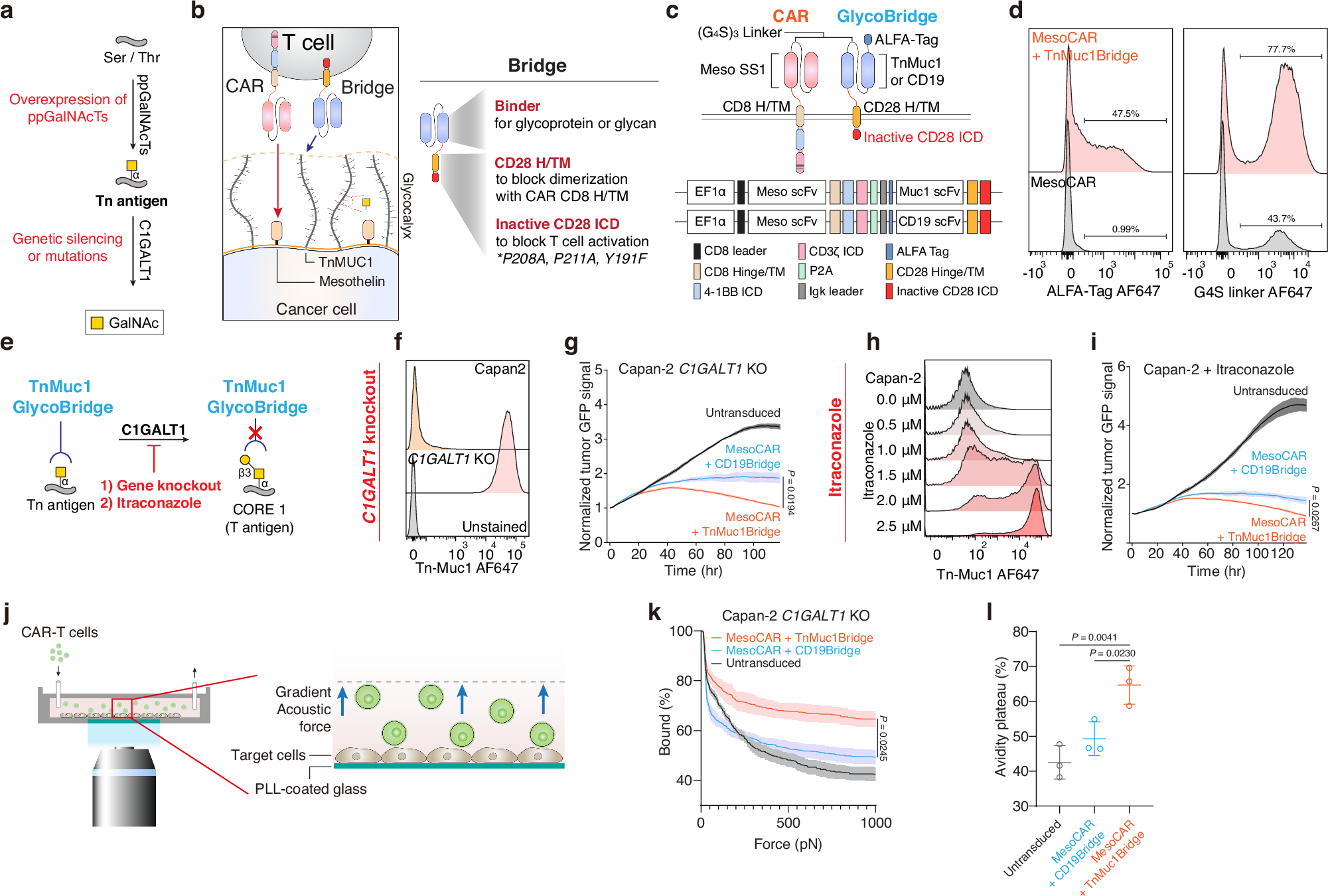 Fig. 1: Enhancing CAR-T cell efficacy by inducing Tn antigen expression.