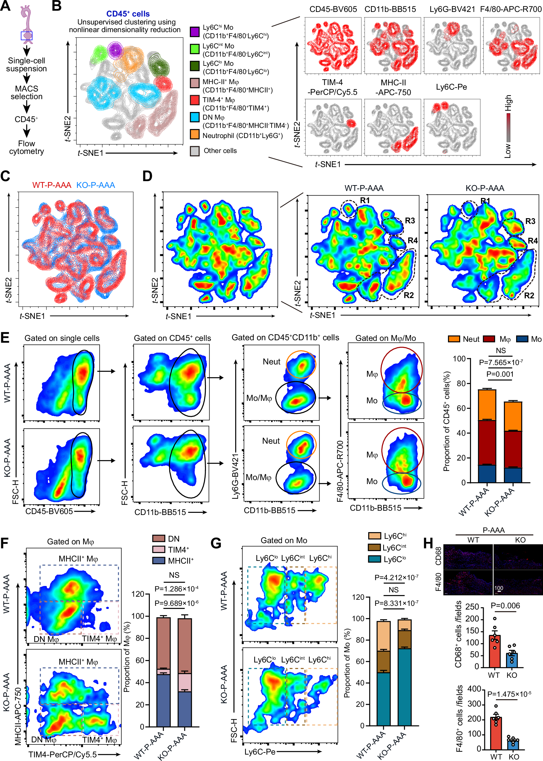 Fig. 3: Multiplexed flow cytometry reveals the regulatory action of GSDME on infiltration and status of macrophages/monocytes in the vascular wall of AAA.