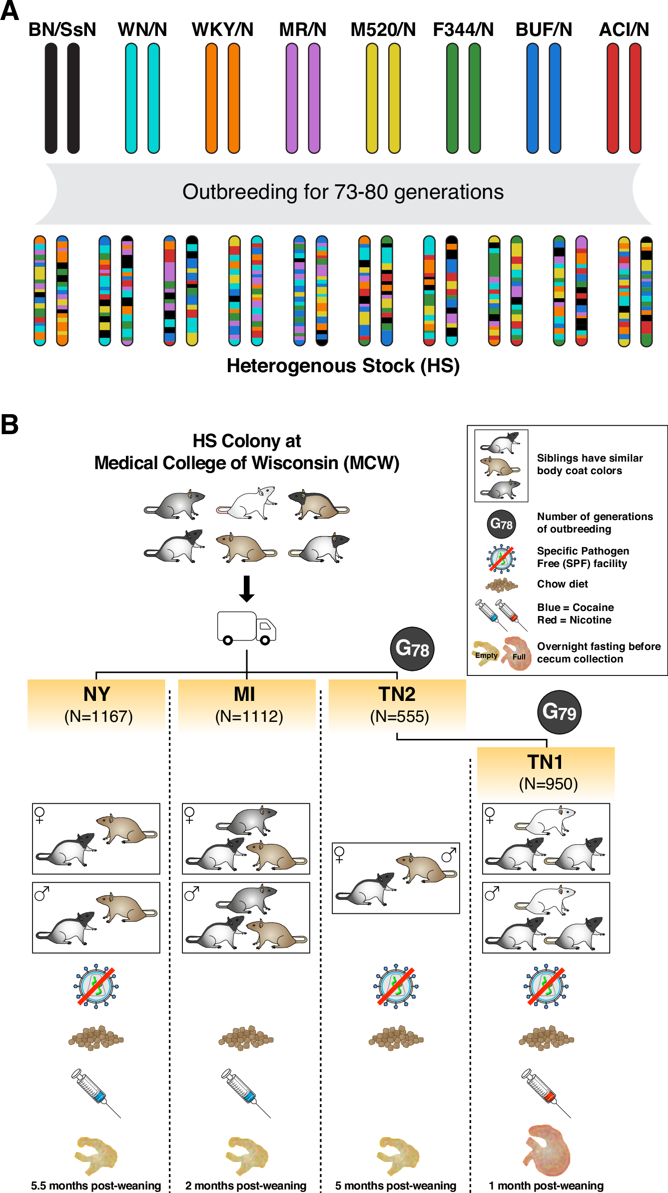 遺伝子が他者の腸内細菌叢に影響を与える可能性(Could Your Genes Influence the Gut Microbiome of Others?)