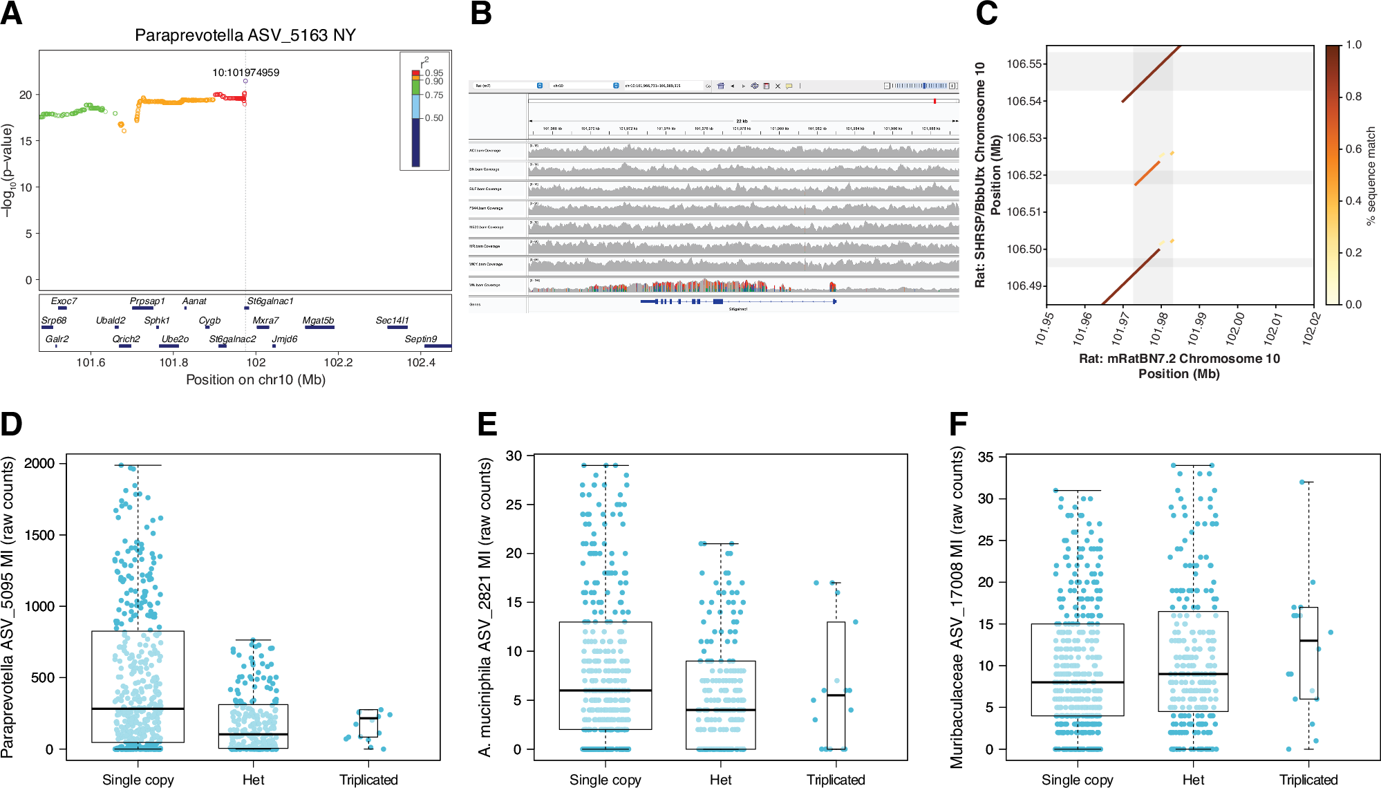 Fig. 5: Dissection of the mechanisms underlying the replicated association between Paraprevotella and the St6galnac1 locus on chromosome 10.