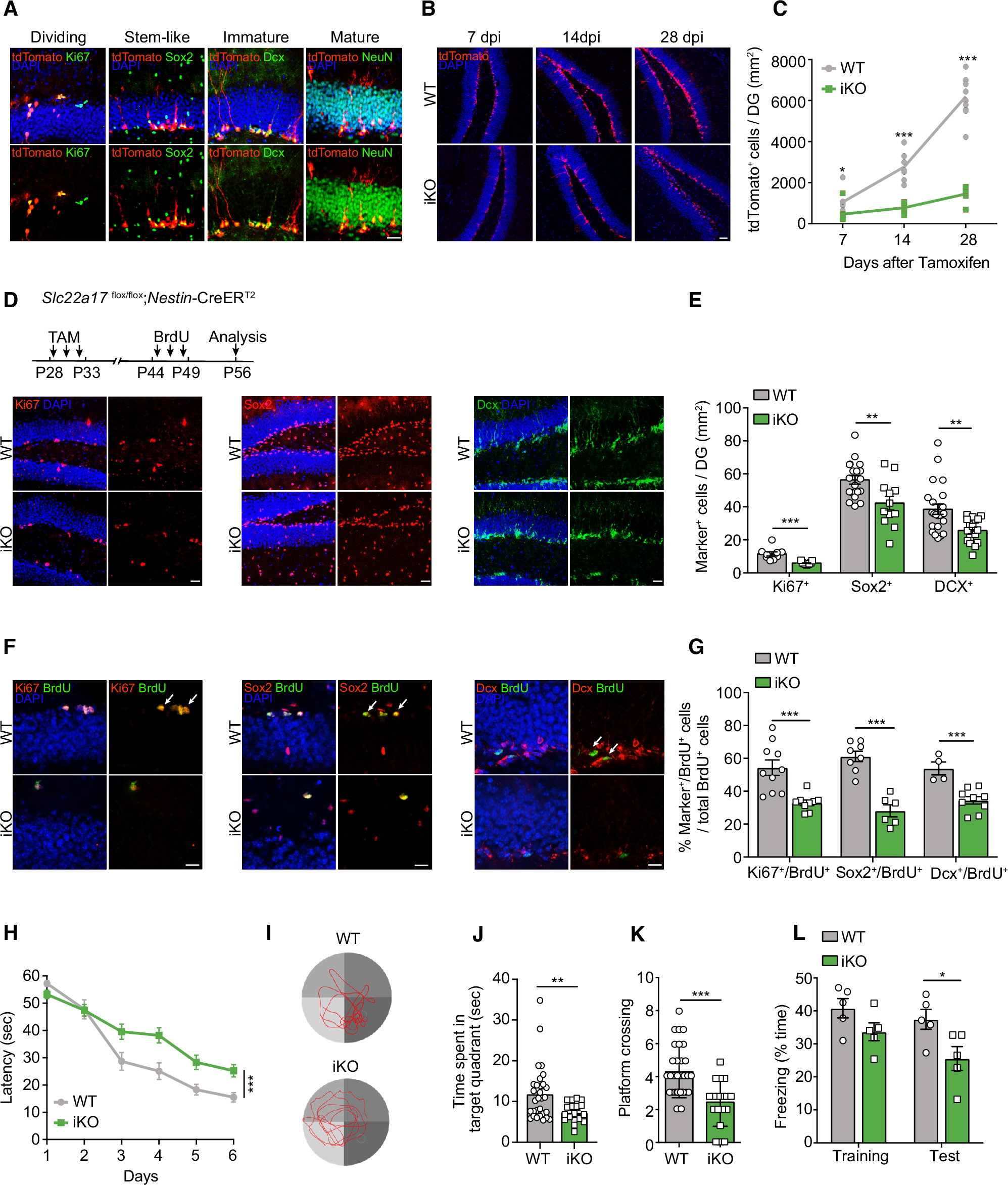Fig. 3: Deficient adult neurogenesis and impaired learning and memory in iKO mice.