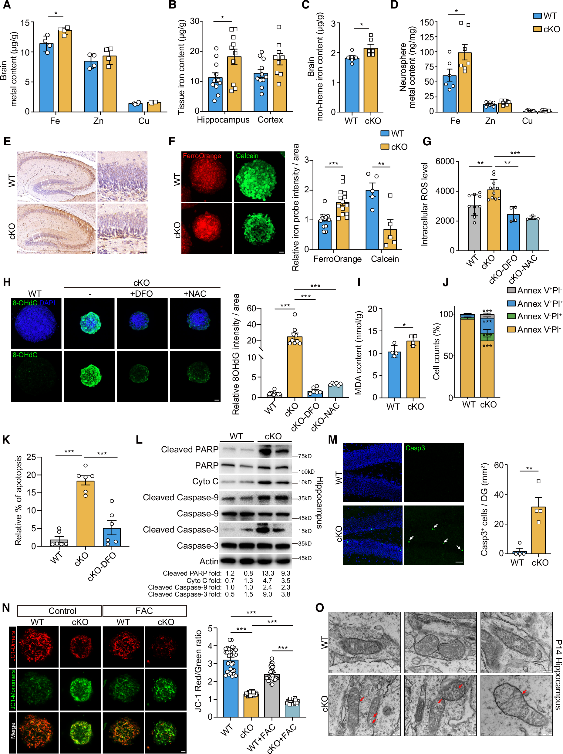 Fig. 4: Slc22a17 deficiency induces iron accumulation and oxidative damage.