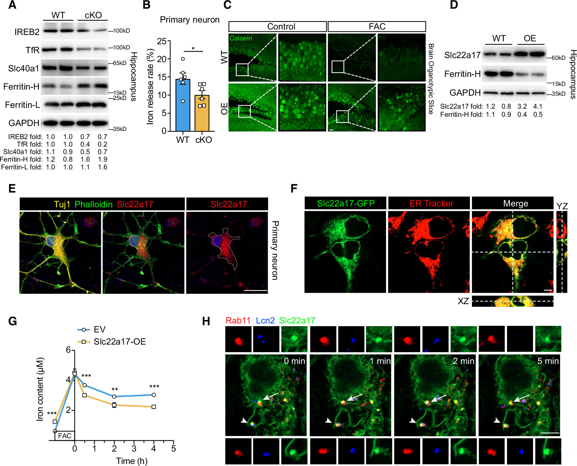 Fig. 5: Slc22a17 facilitates cellular iron efflux in response to iron overload.