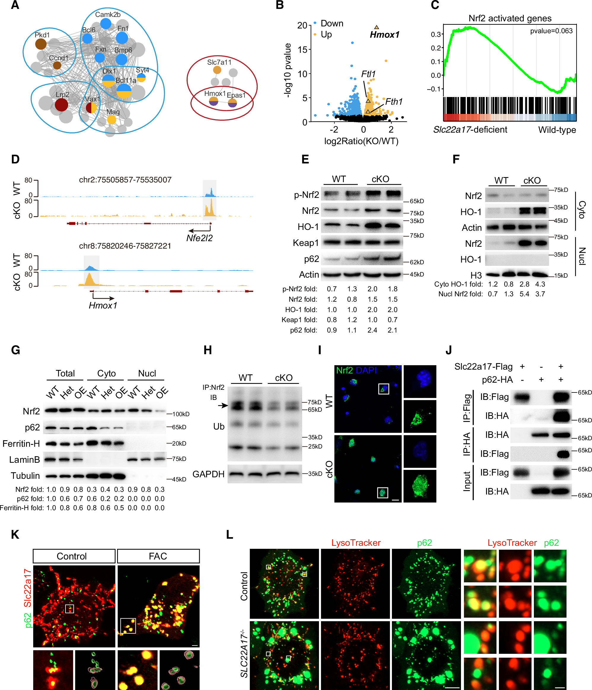 Fig. 6: Slc22a17 regulates the activation of Nrf2/HO-1 pathway.