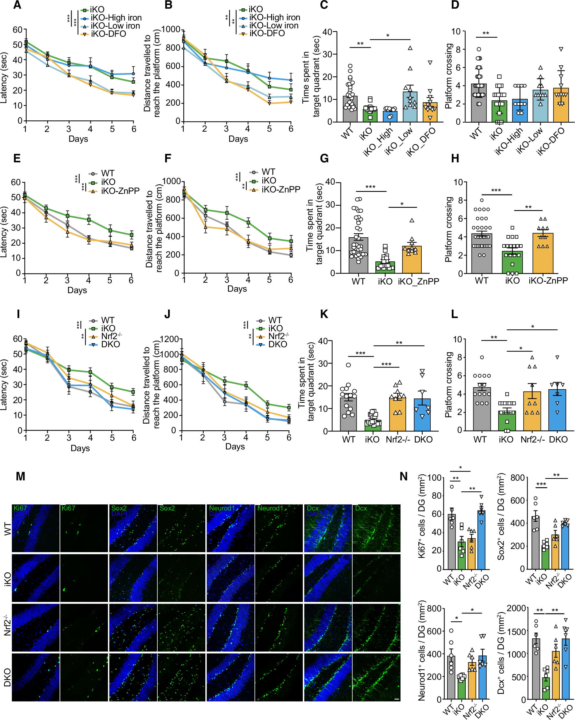 Fig. 7: Inhibition of the Nrf2/HO-1 pathway rescues learning and memory deficits in Slc22a17 iKO mice.
