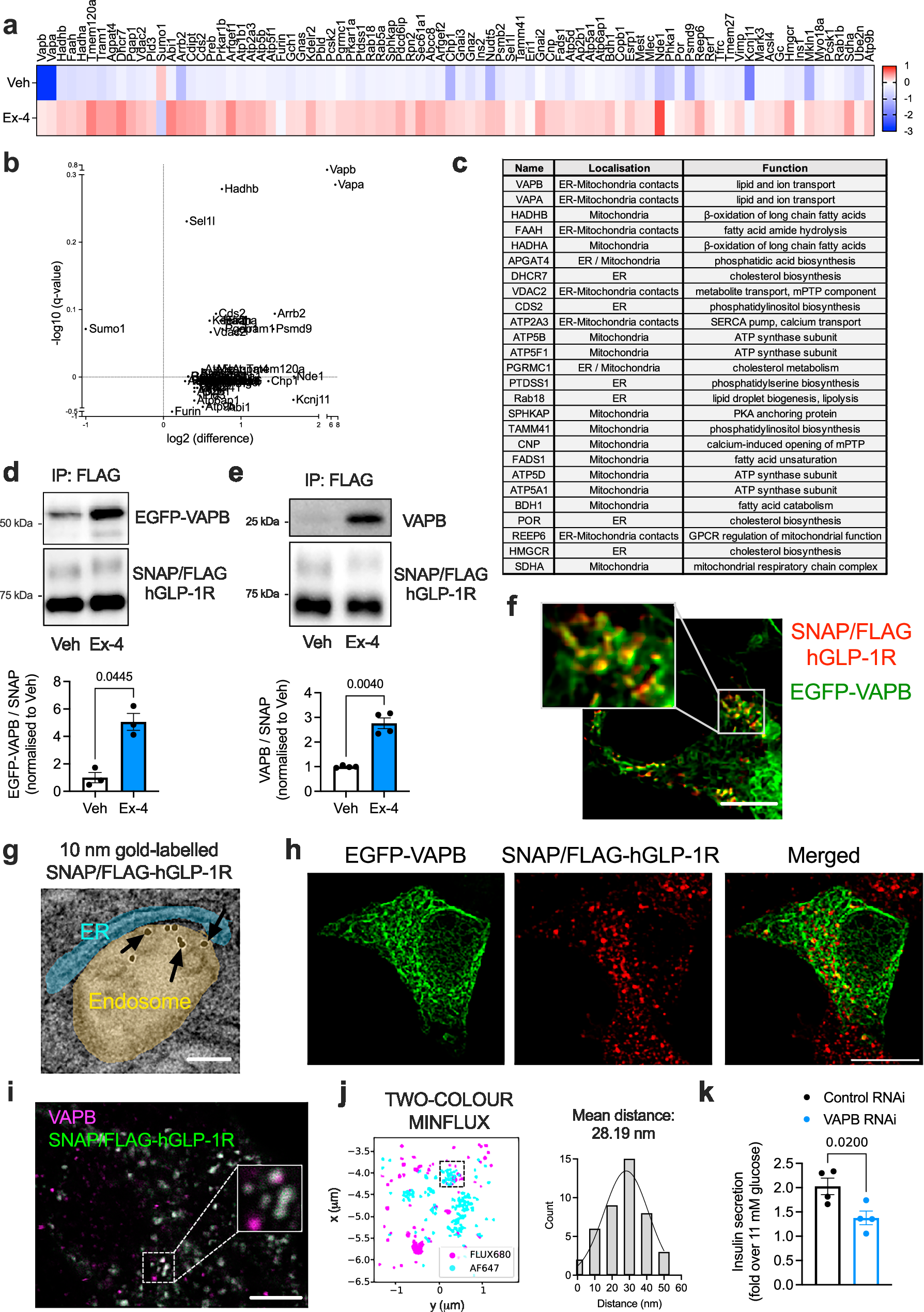 Fig. 1: Human GLP-1R β-cell interactome and validation of VAPB-hGLP-1R interaction.