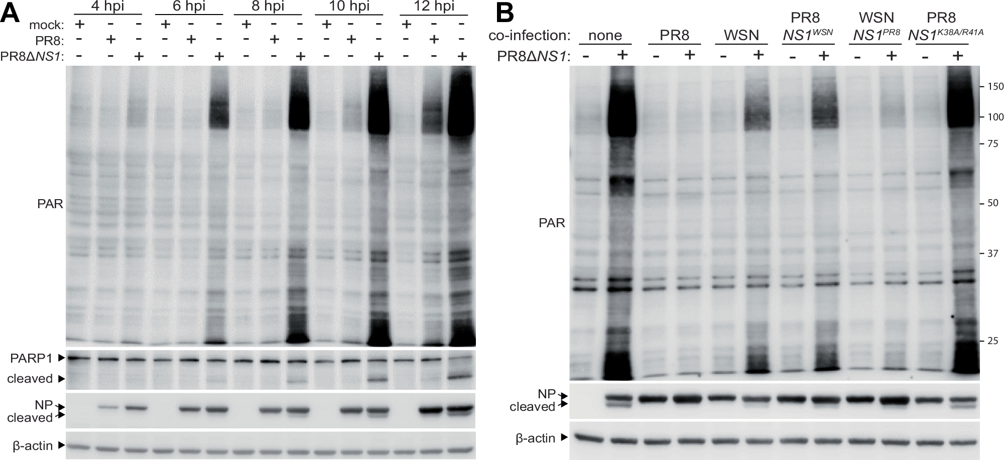 Fig. 4: Influenza A virus NS1 tempers ADP-ribosylation by the host.