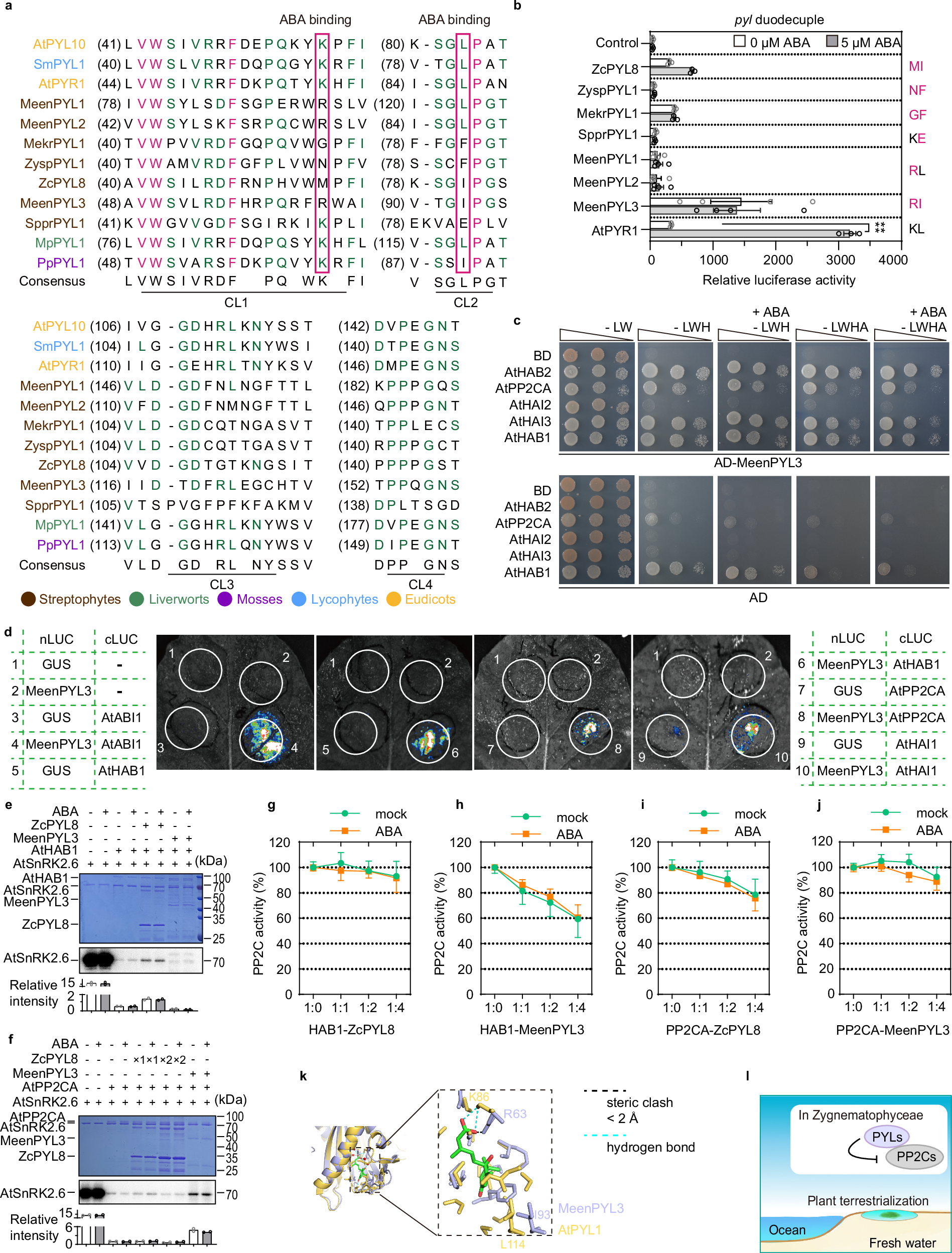 Fig. 2: Three PYL homologs from Zygnematales exhibit PP2C inhibitory activity.