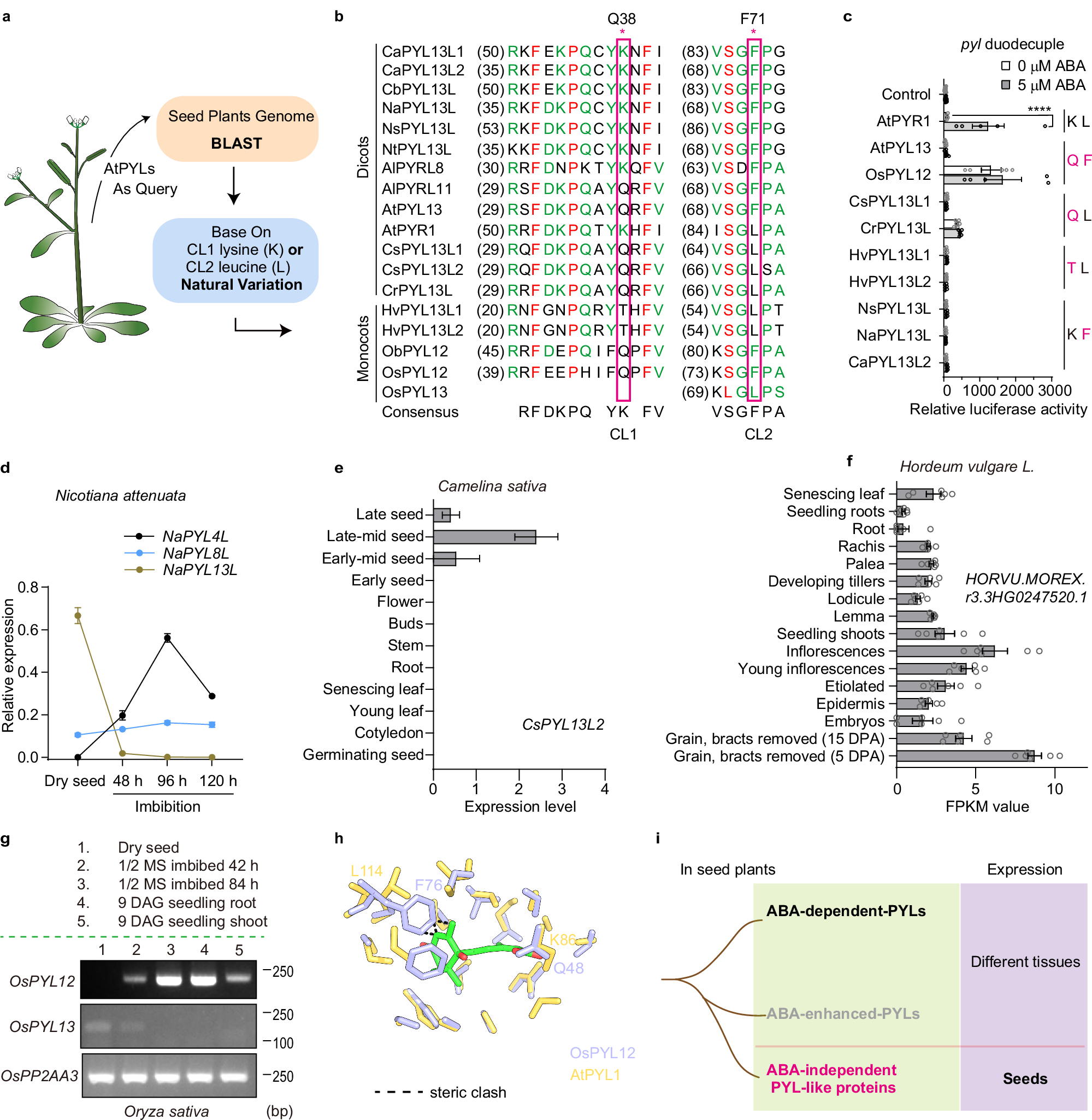 Fig. 4: ABA-independent PYL-like proteins exist in seed plants.