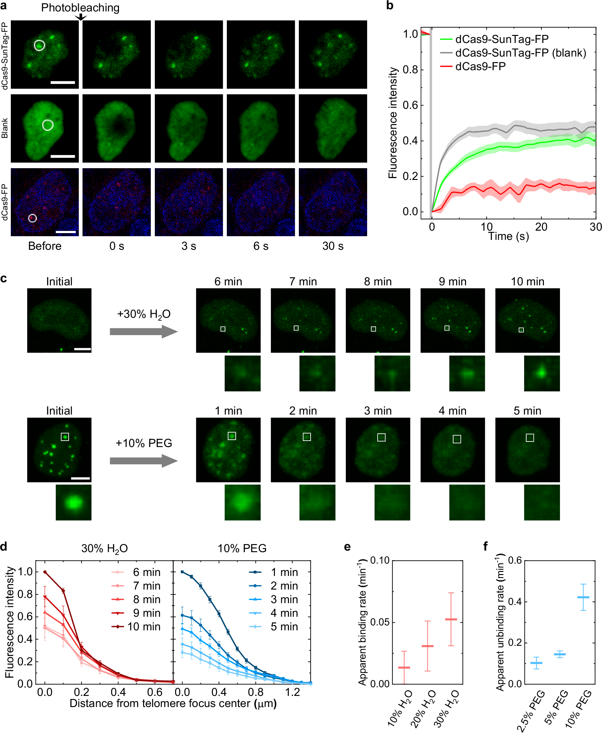 Fig. 2: Osmotic pressure modulates binding–unbinding equilibrium of fluorescence proteins to dCas9-SunTag.