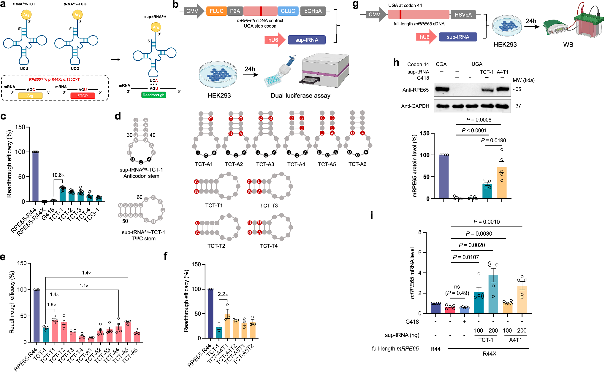 Fig. 1: Sequence engineered sup-tRNAArg suppresses RPE65-R44X mutation in HEK293 cells.